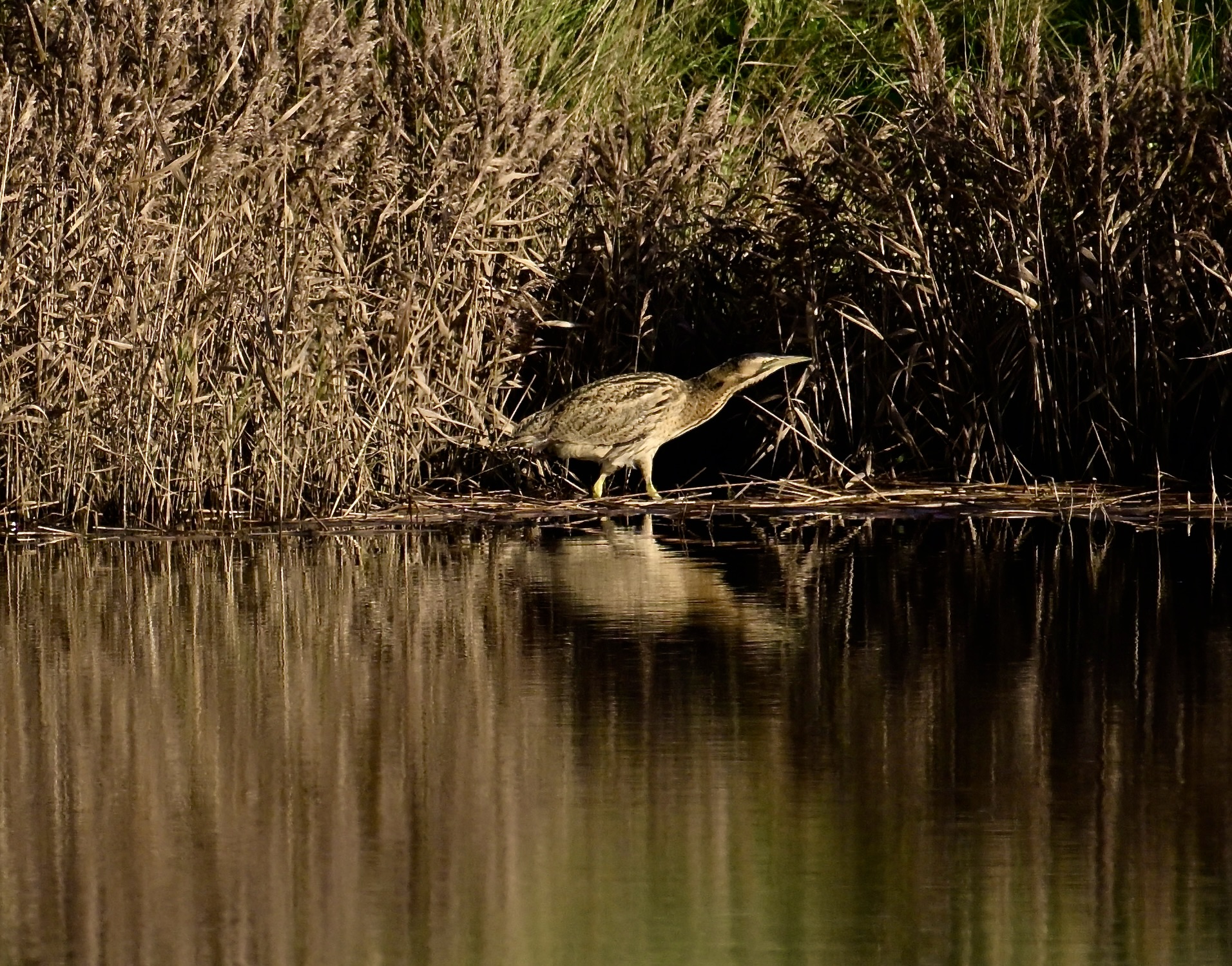 Bittern - 12-11-2023