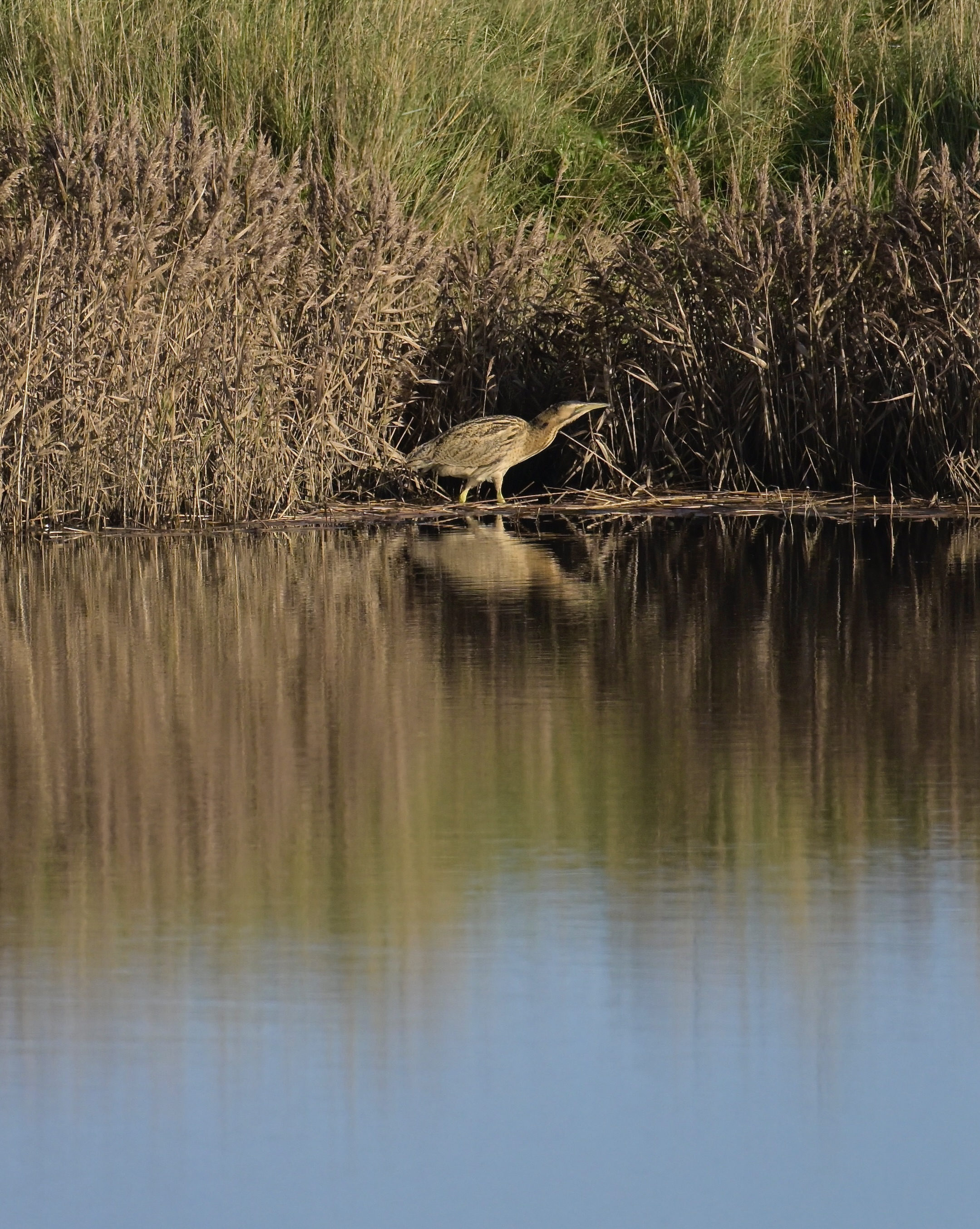 Bittern - 12-11-2023