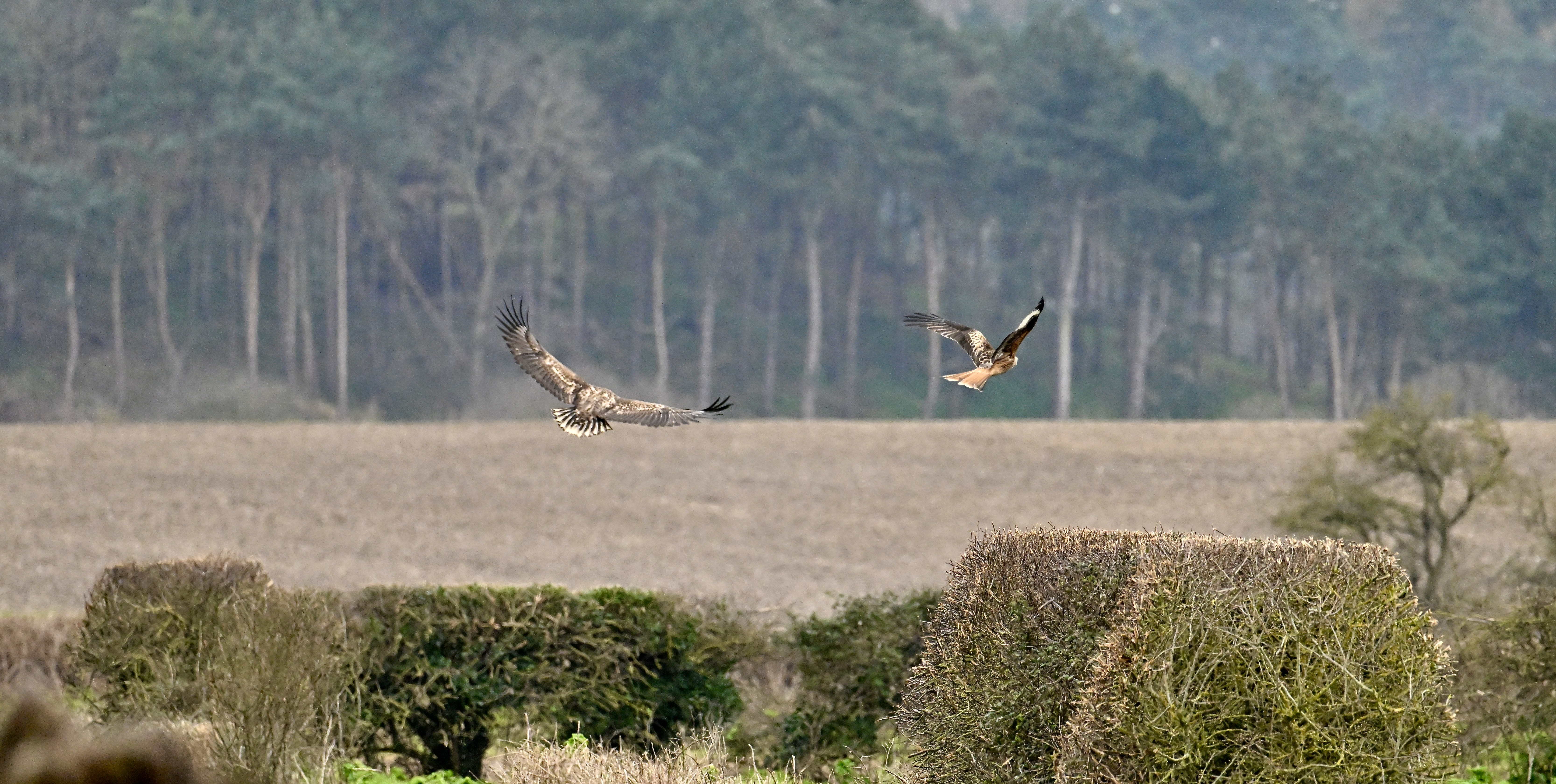 White-tailed Eagle - 03-03-2024