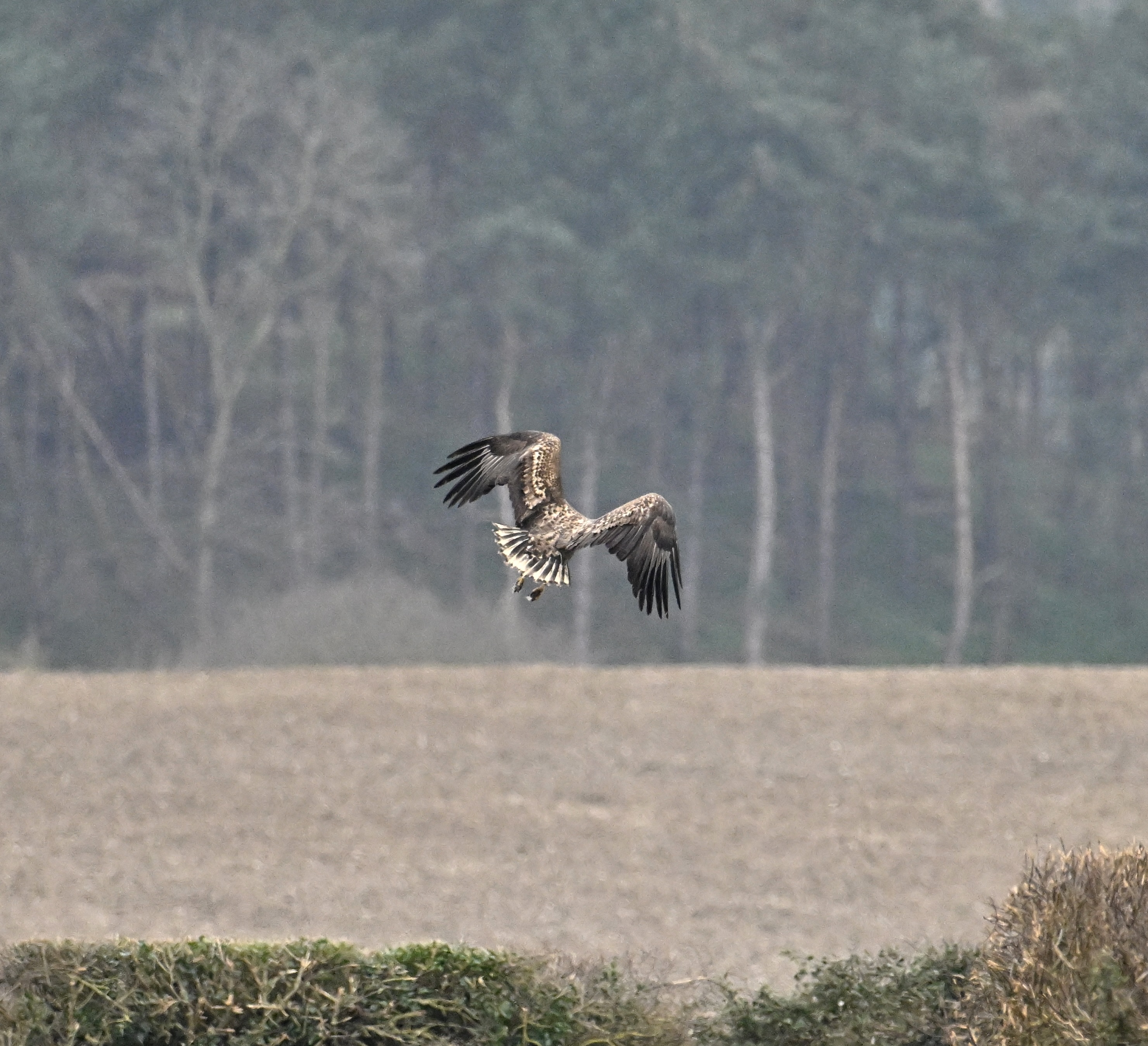 White-tailed Eagle - 03-03-2024