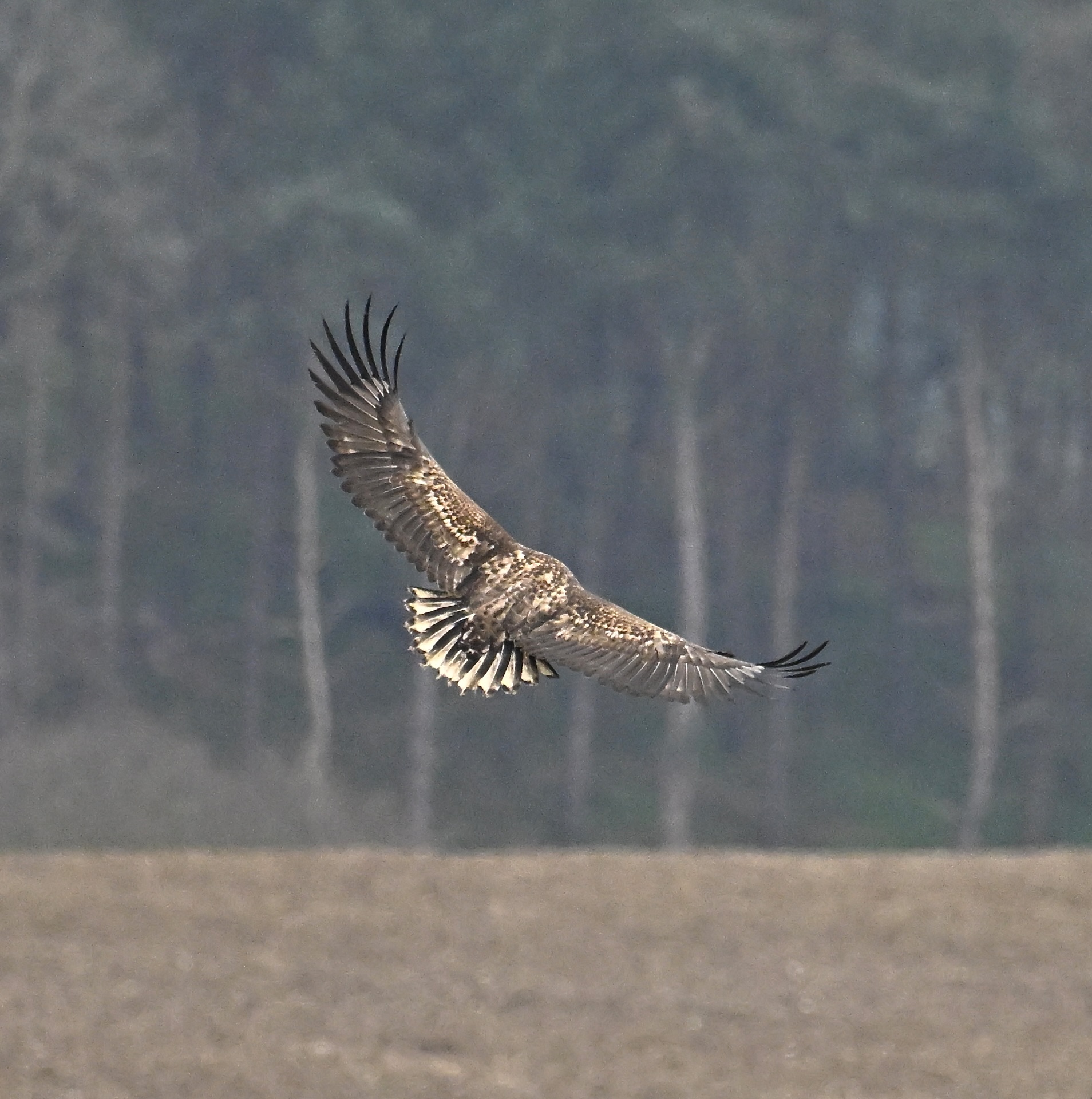 White-tailed Eagle - 03-03-2024