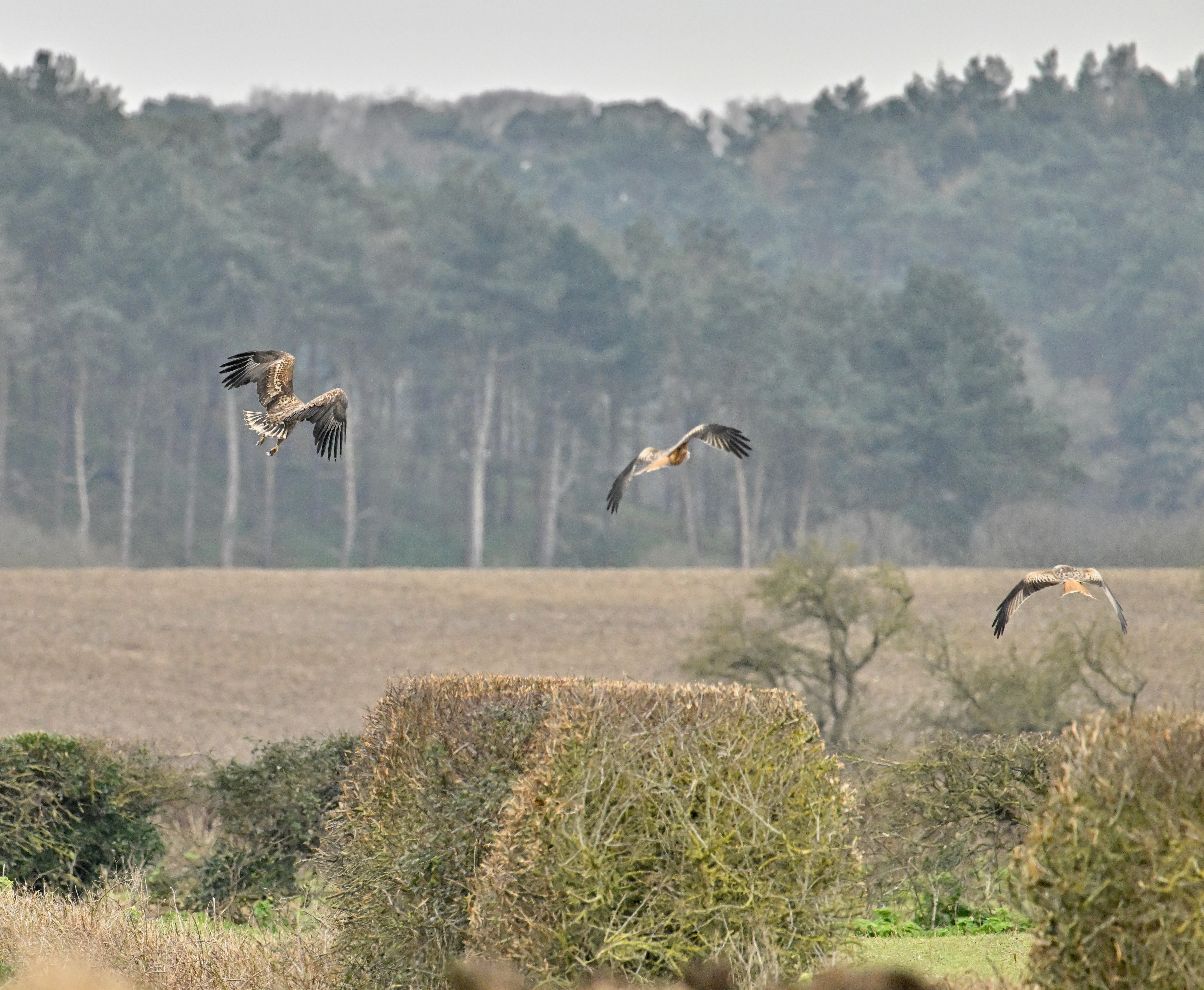 White-tailed Eagle - 03-03-2024