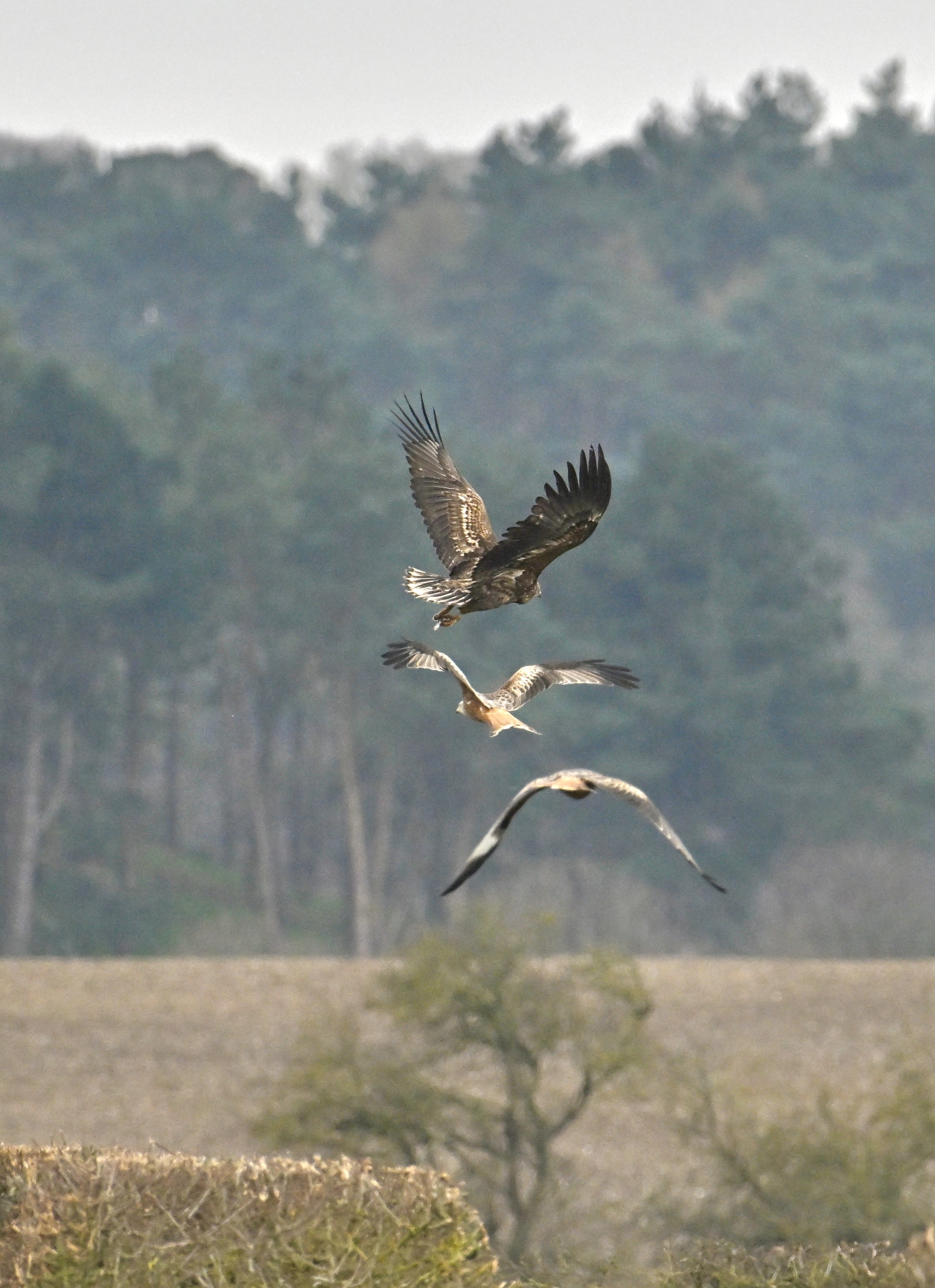 White-tailed Eagle - 03-03-2024