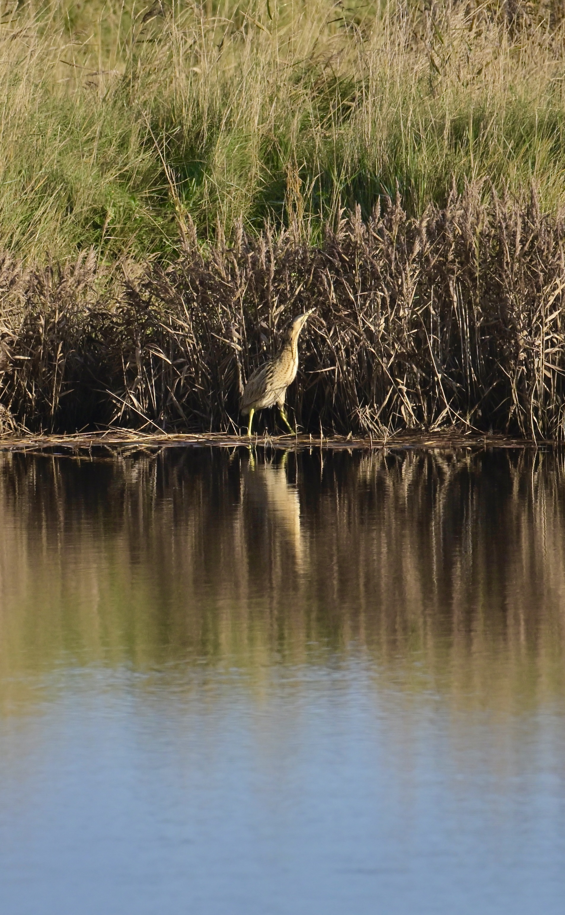 Bittern - 12-11-2023