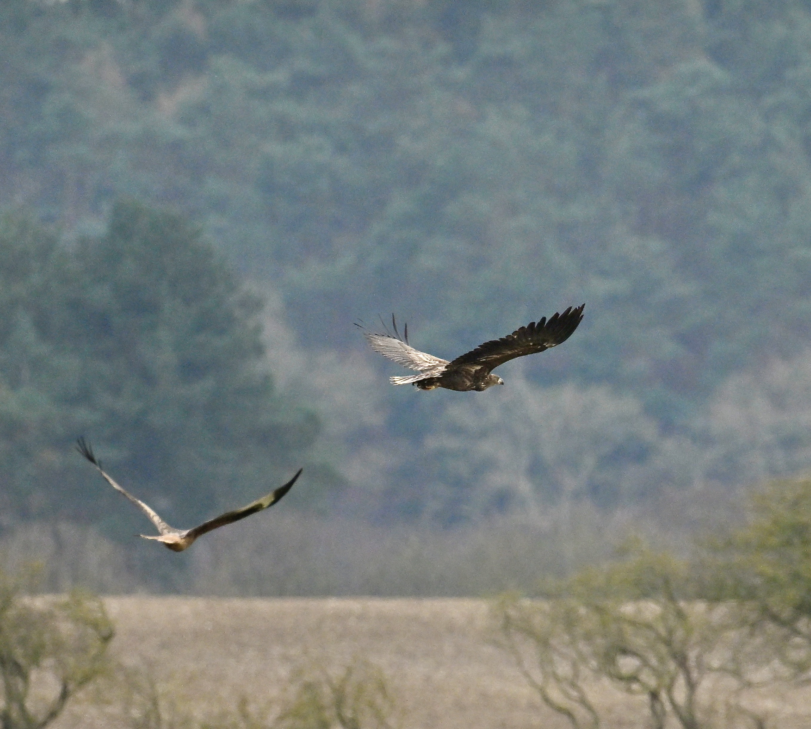 White-tailed Eagle - 03-03-2024