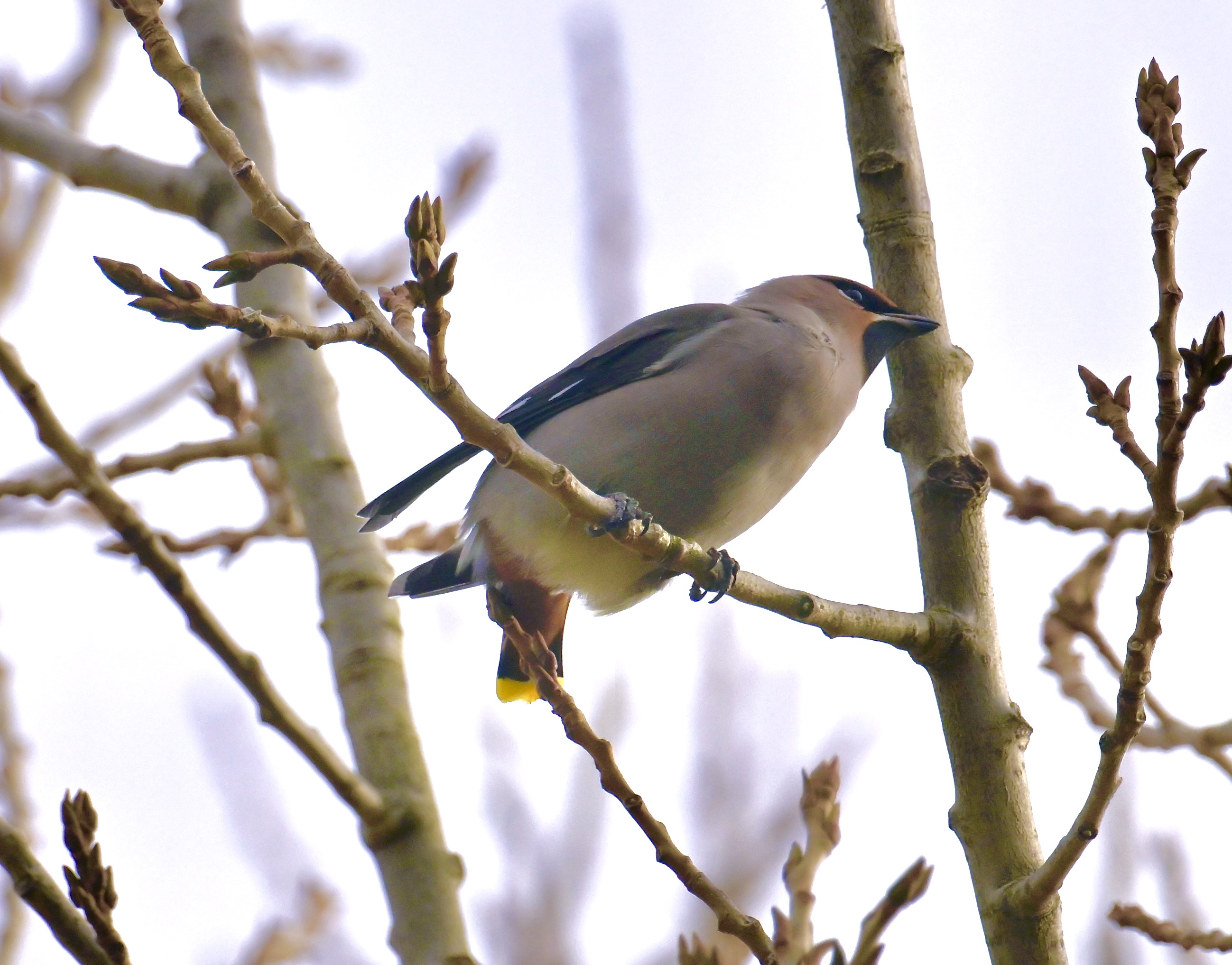 Waxwing - 14-11-2023