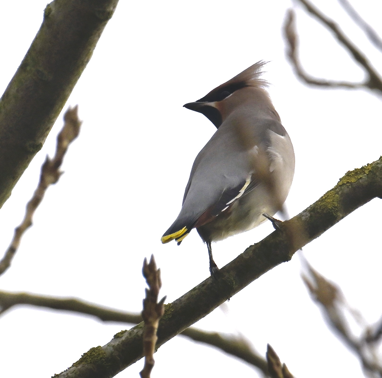 Waxwing - 14-11-2023