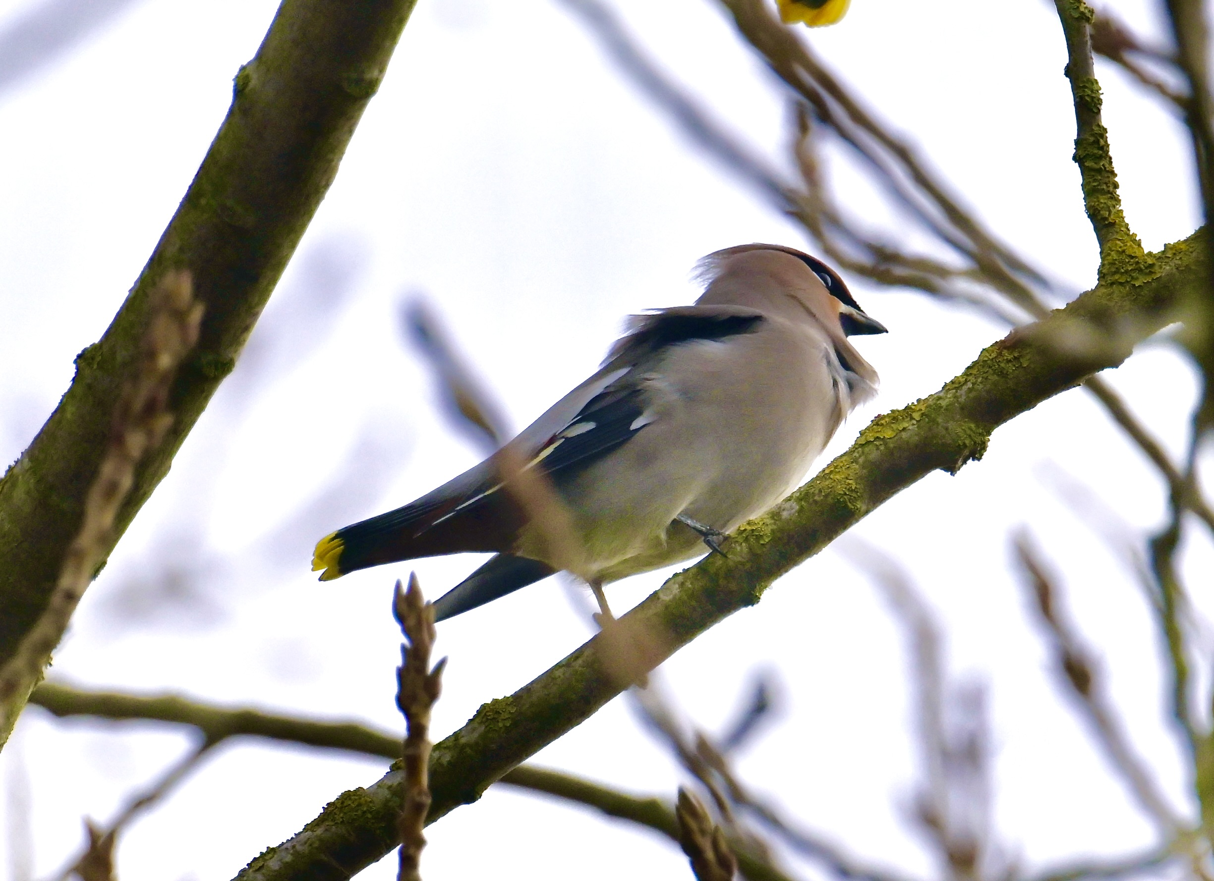 Waxwing - 14-11-2023