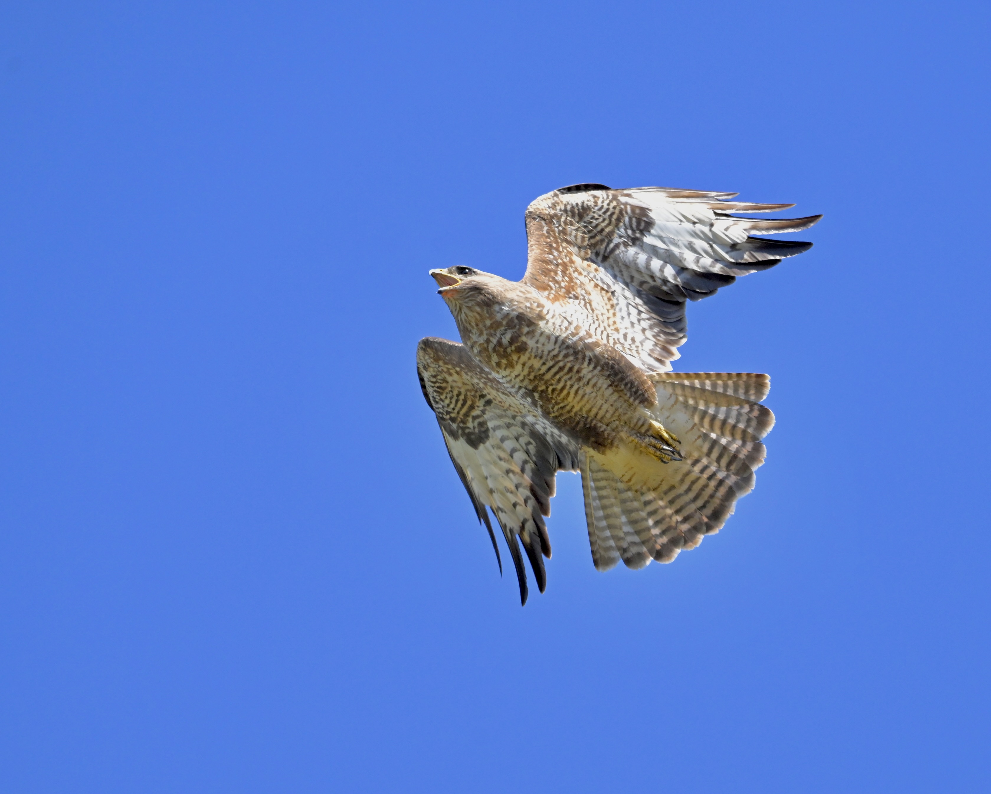 Buzzard - 28-07-2024