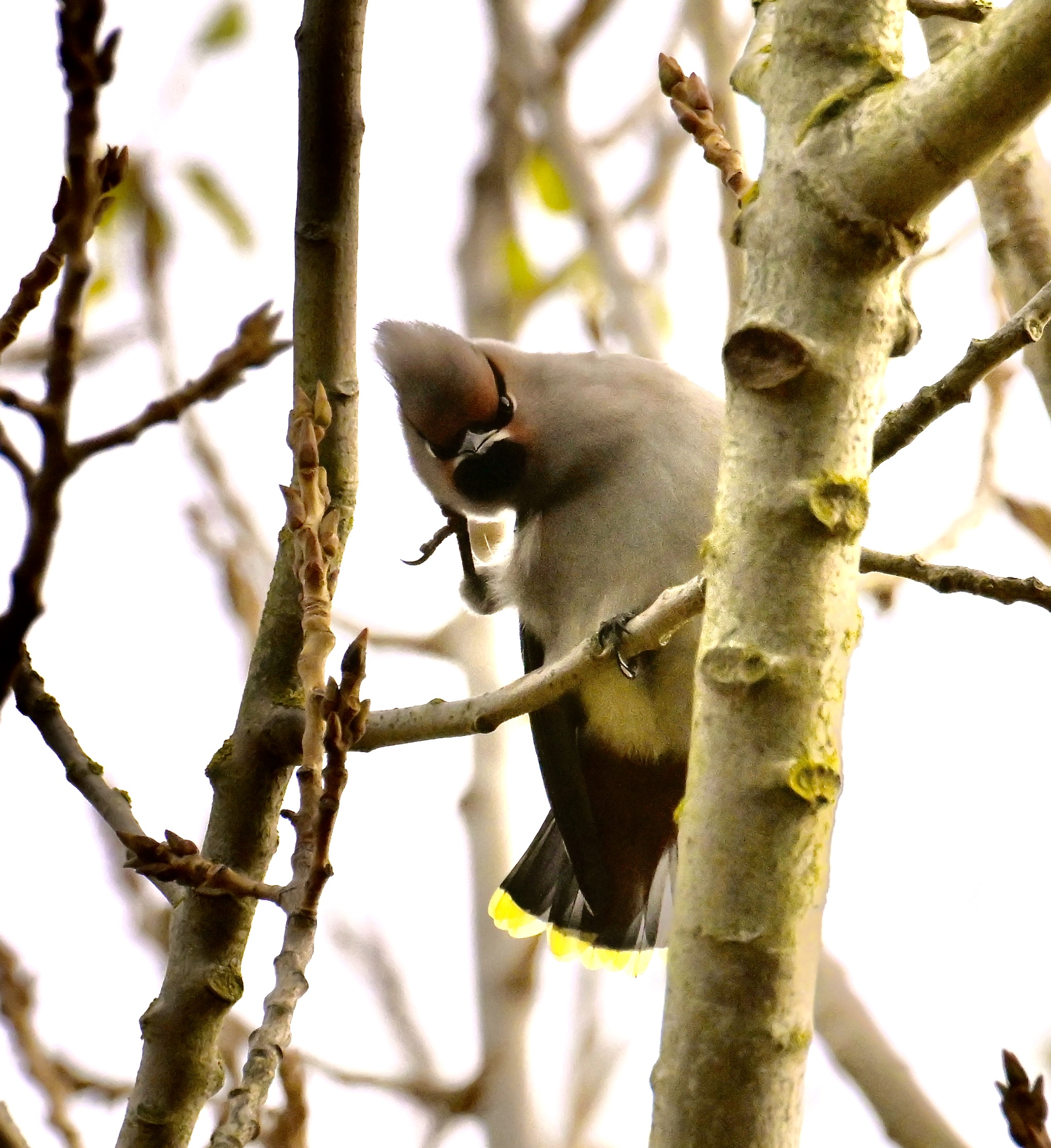 Waxwing - 14-11-2023