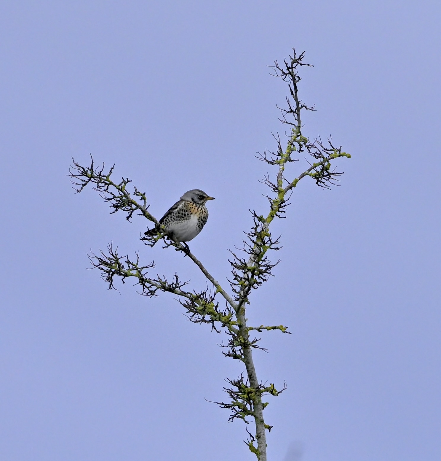 Fieldfare - 24-12-2025