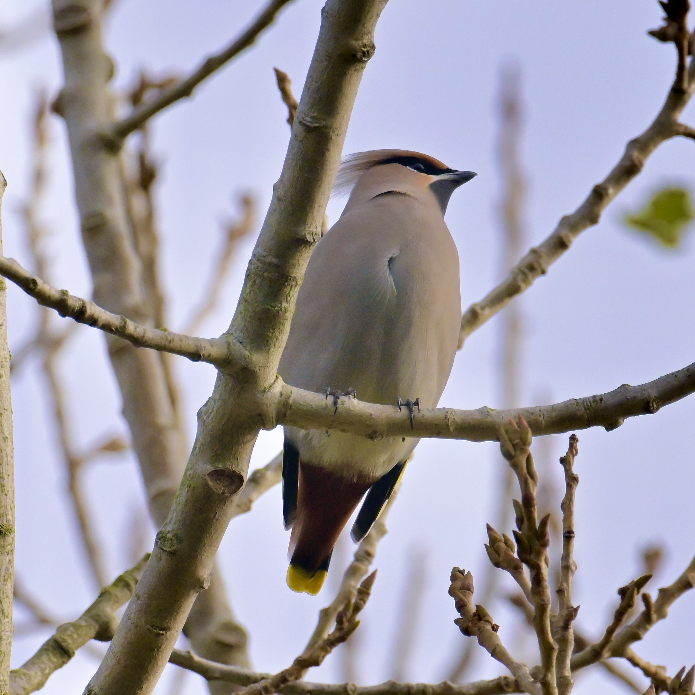 Waxwing - 14-11-2023