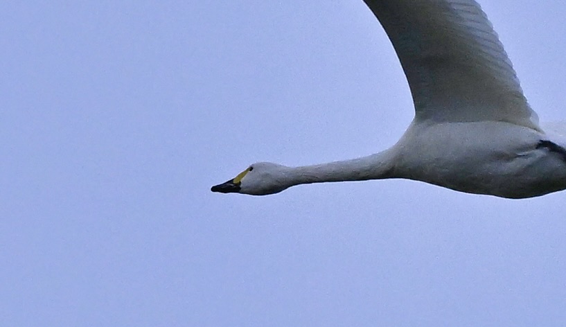 Bewick's Swan - 24-12-2025