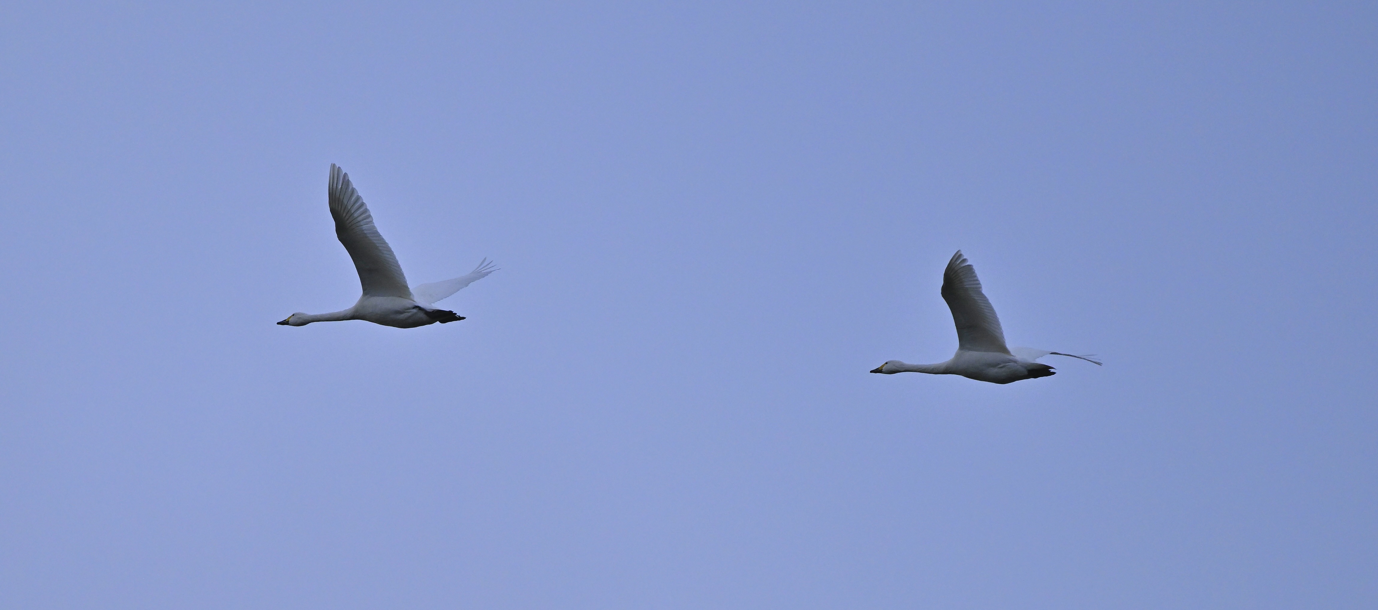 Bewick's Swan - 24-12-2025