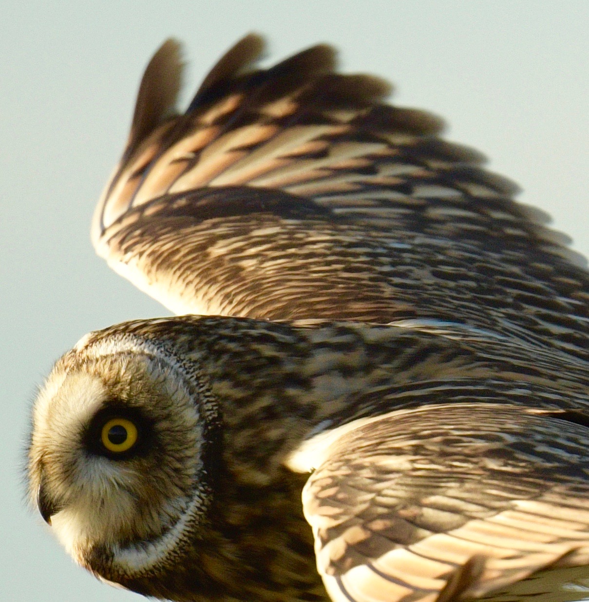 Short-eared Owl - 28-10-2022