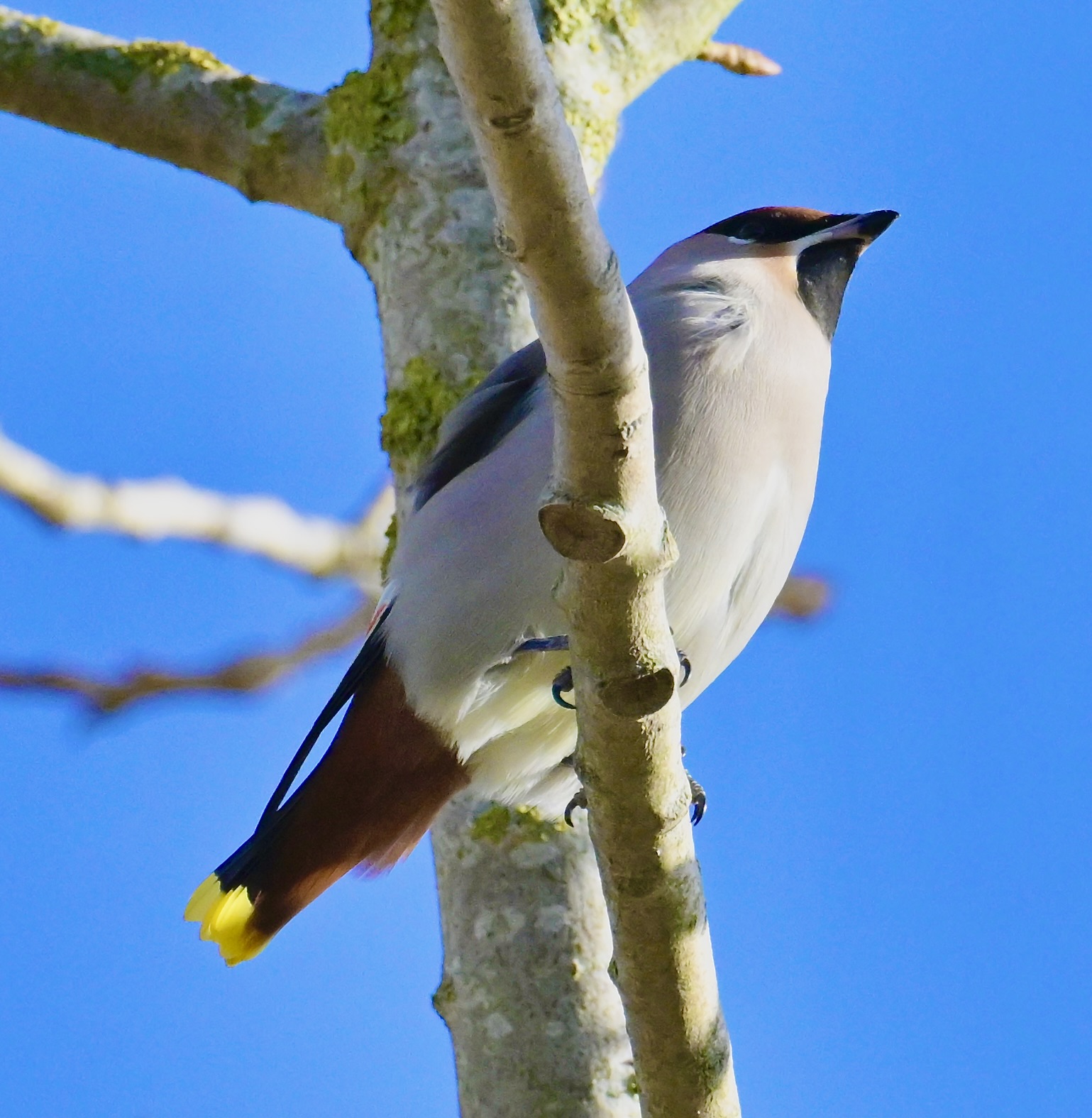 Waxwing - 15-11-2023