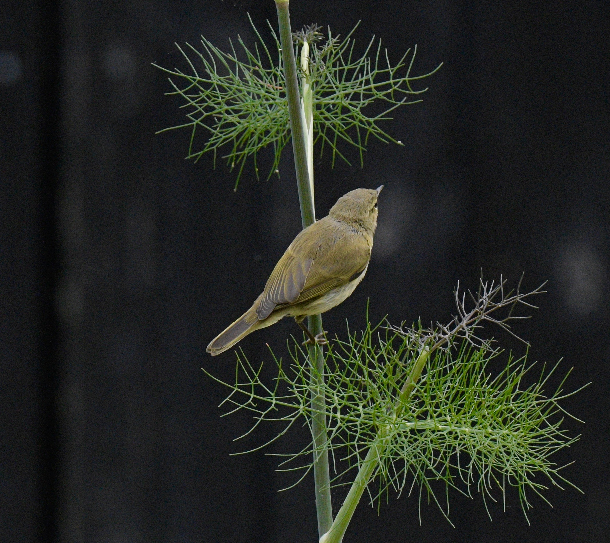 Chiffchaff - 05-07-2023