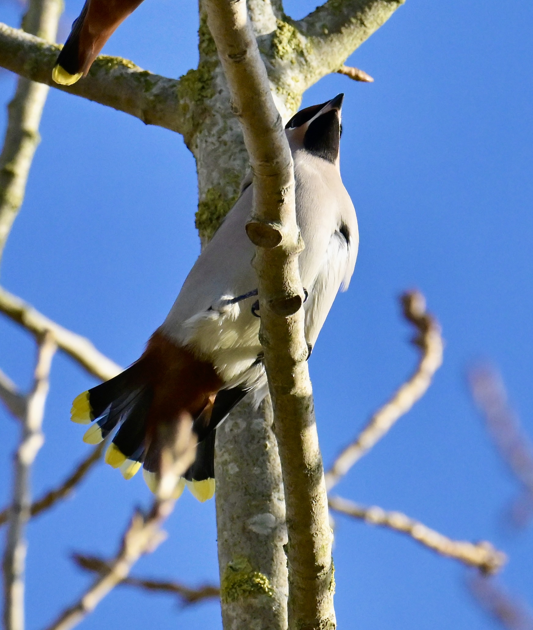 Waxwing - 15-11-2023