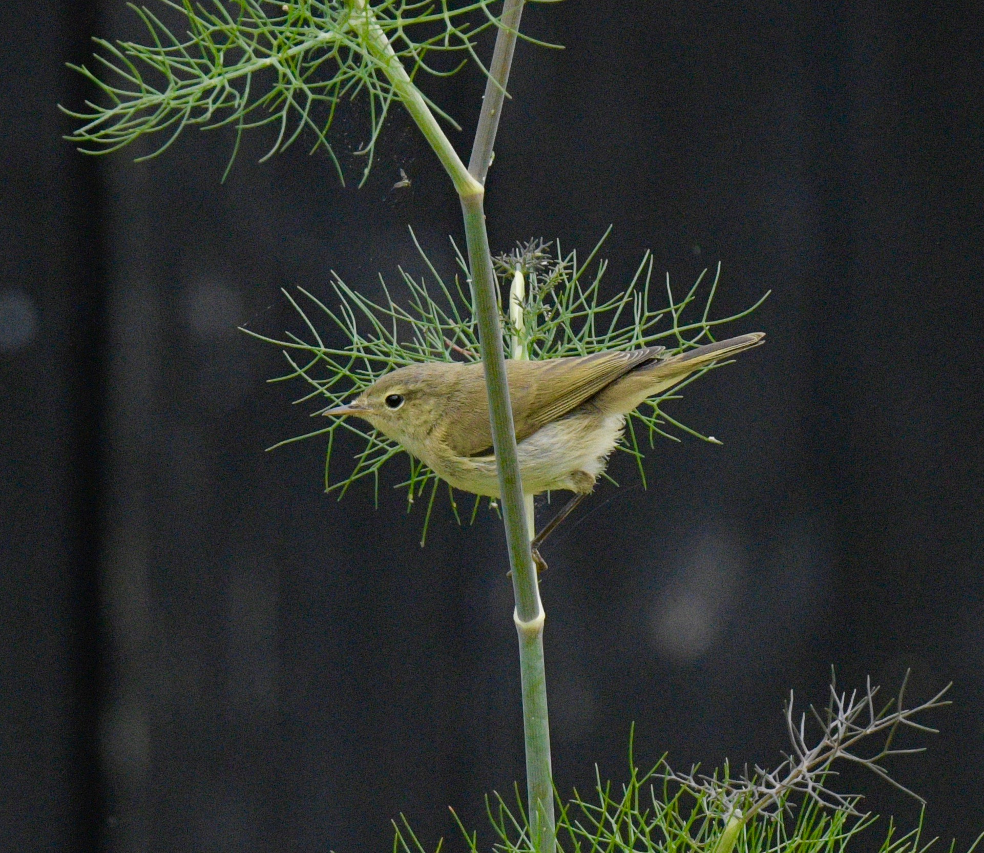 Chiffchaff - 05-07-2023