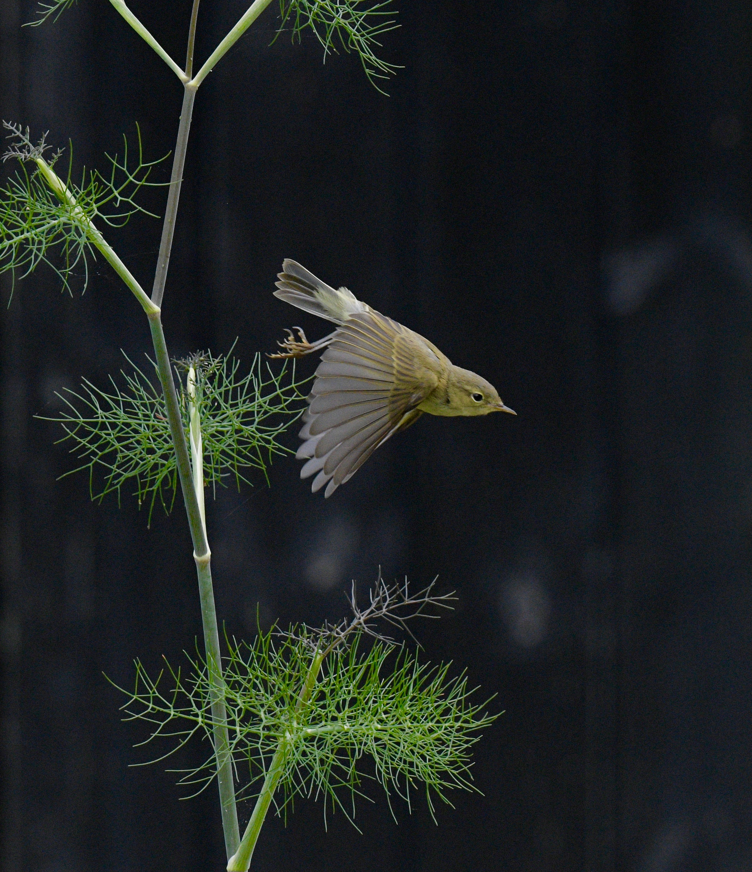 Chiffchaff - 05-07-2023