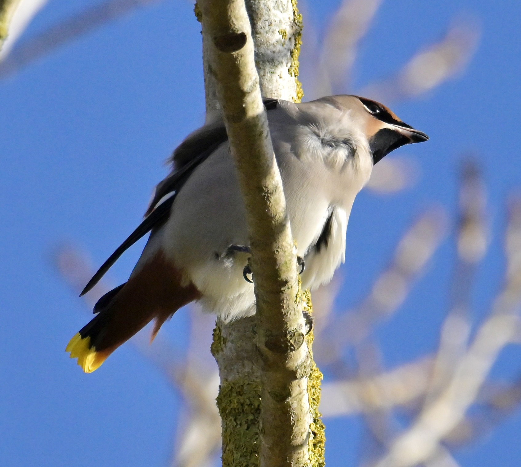 Waxwing - 15-11-2023