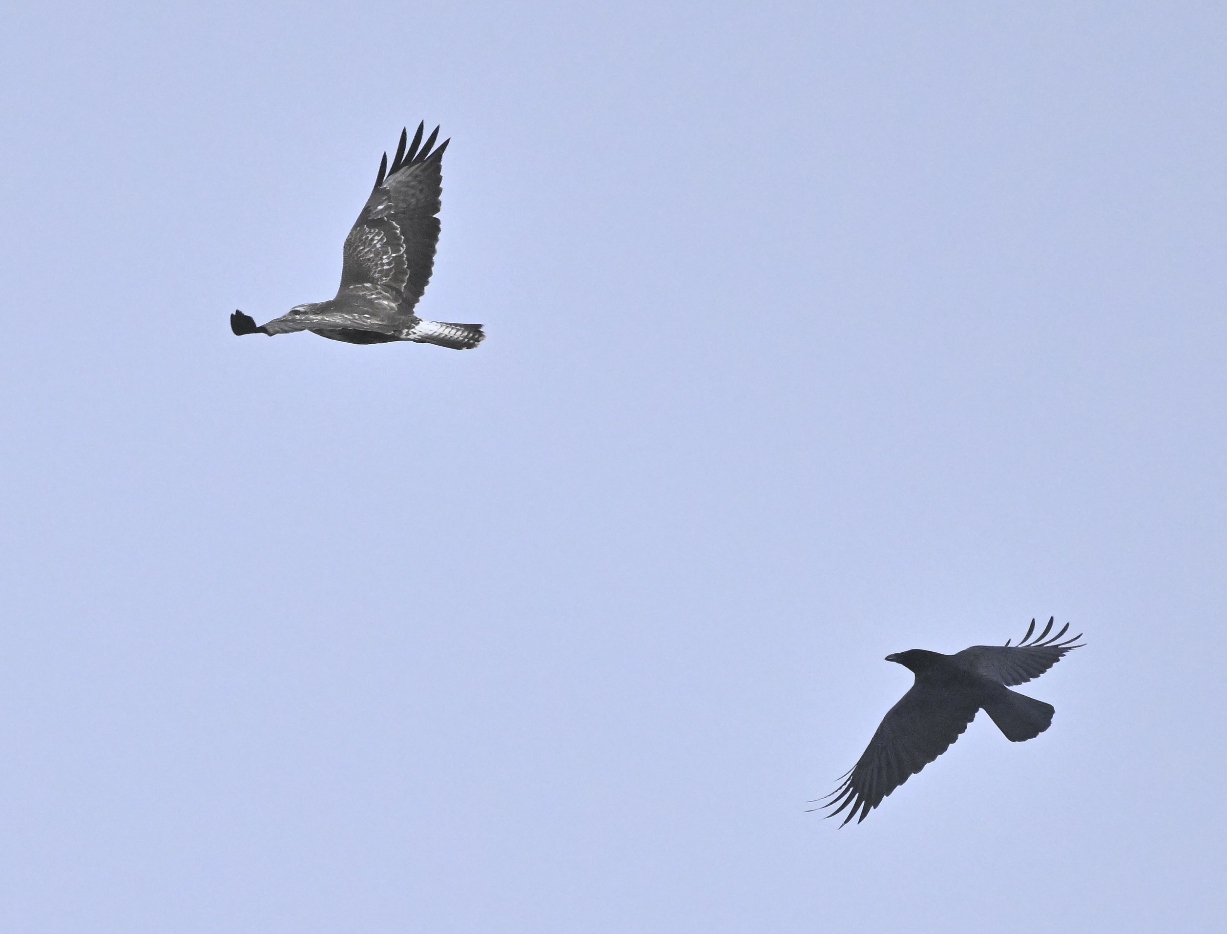 Buzzard - 27-12-2025