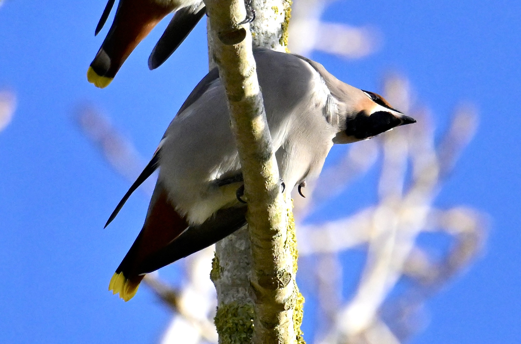 Waxwing - 15-11-2023