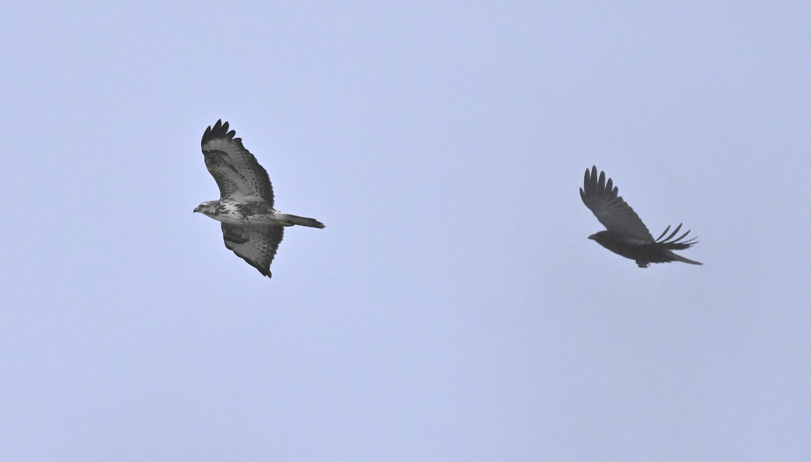 Buzzard - 27-12-2025