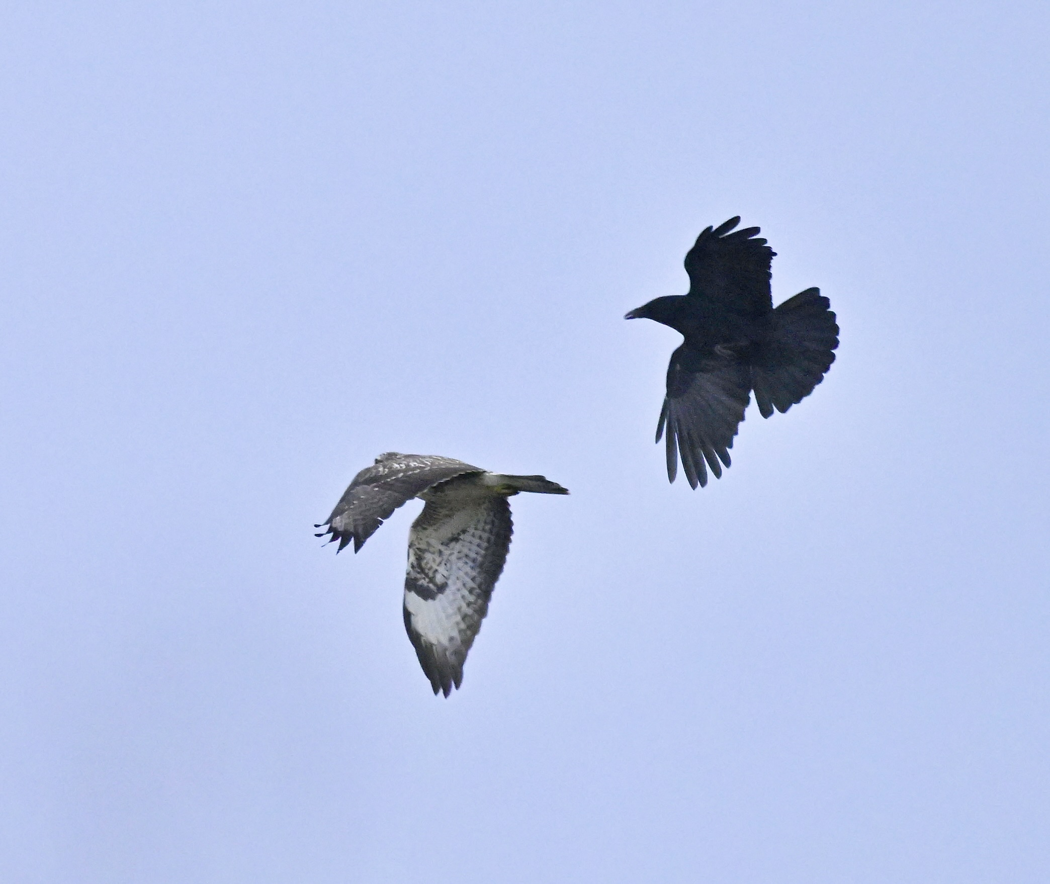 Buzzard - 27-12-2025