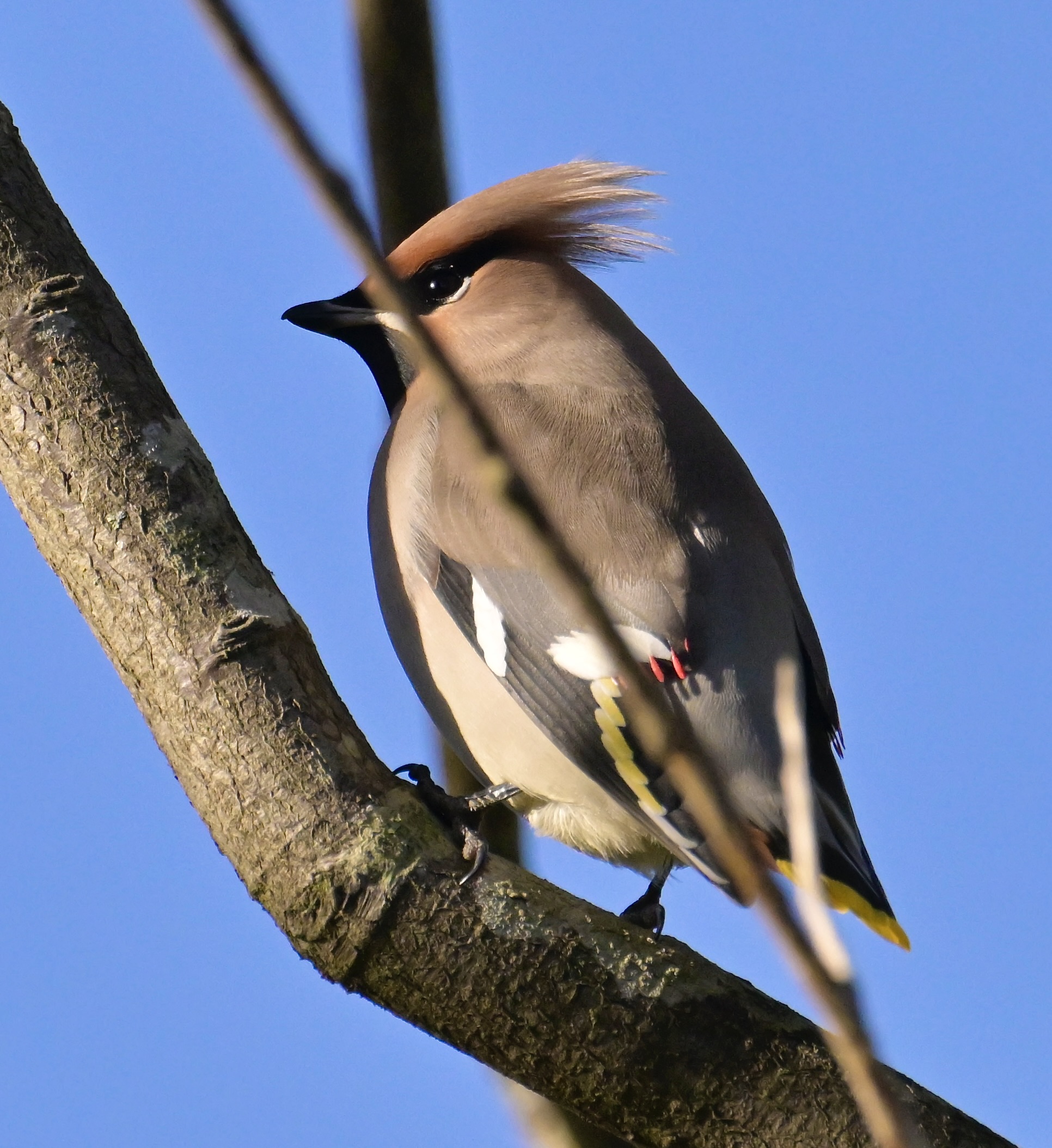 Waxwing - 15-11-2023