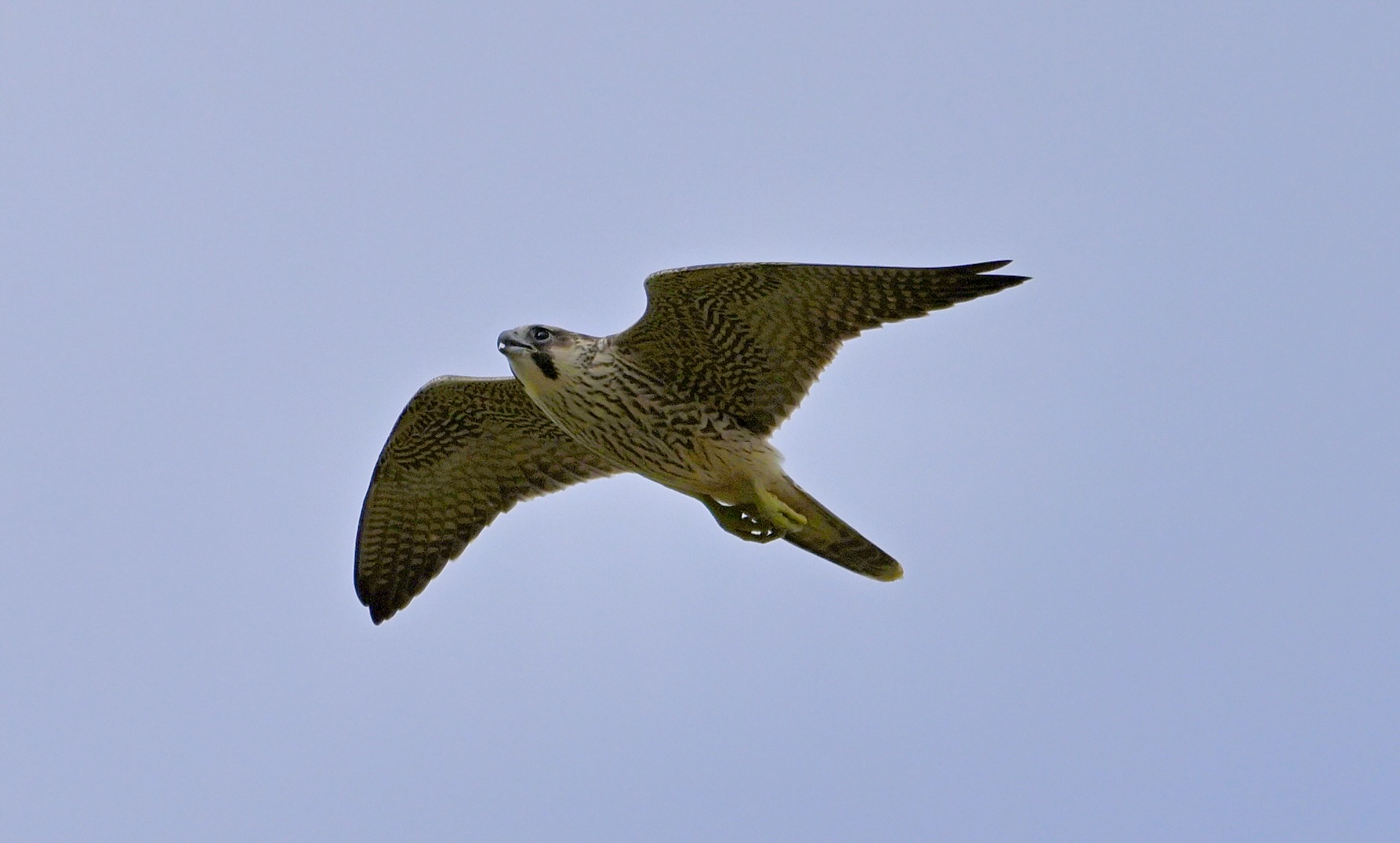 Peregrine - 05-08-2024