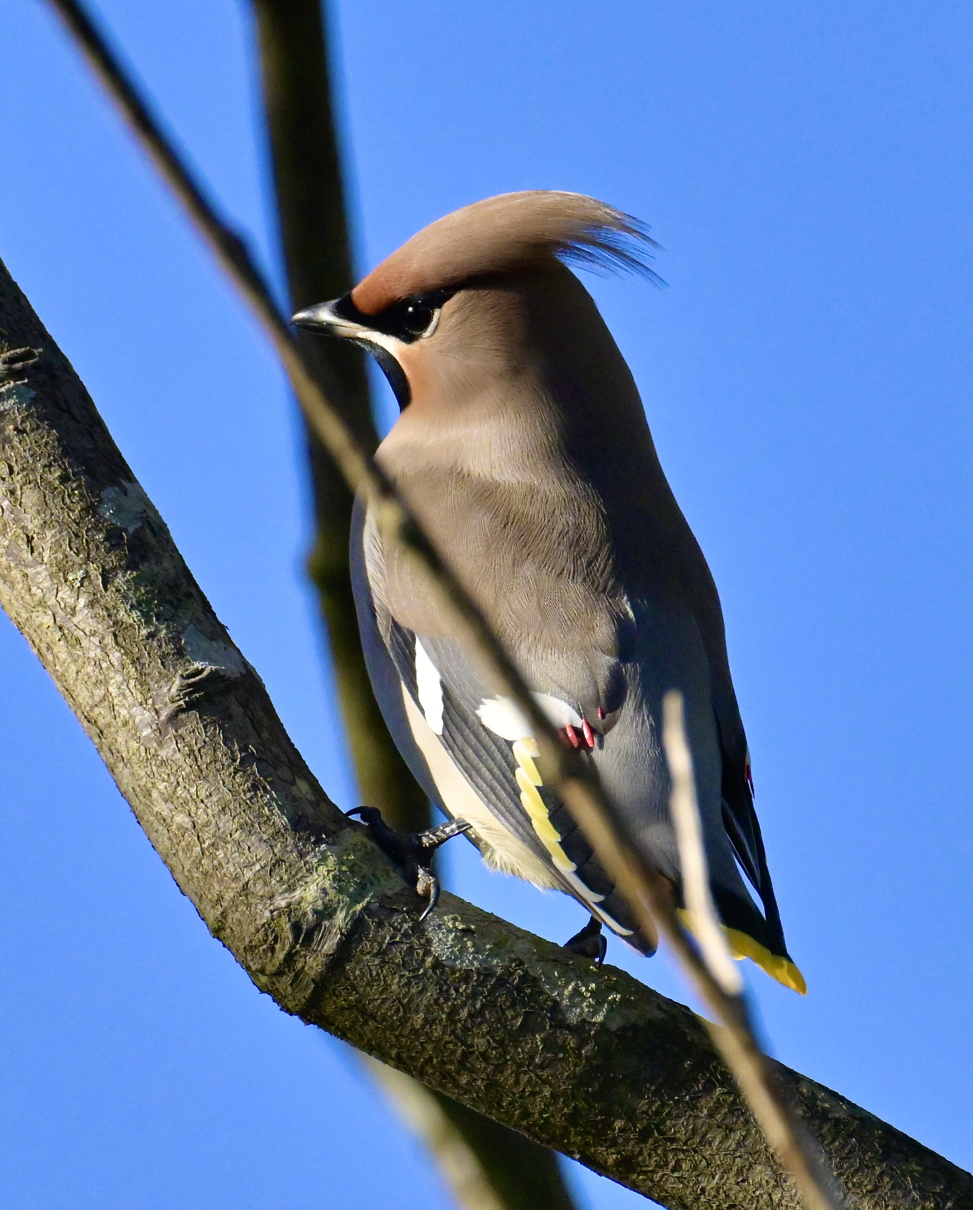 Waxwing - 15-11-2023