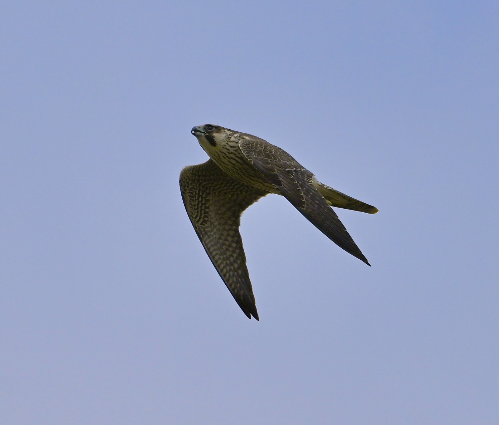 Peregrine - 05-08-2024