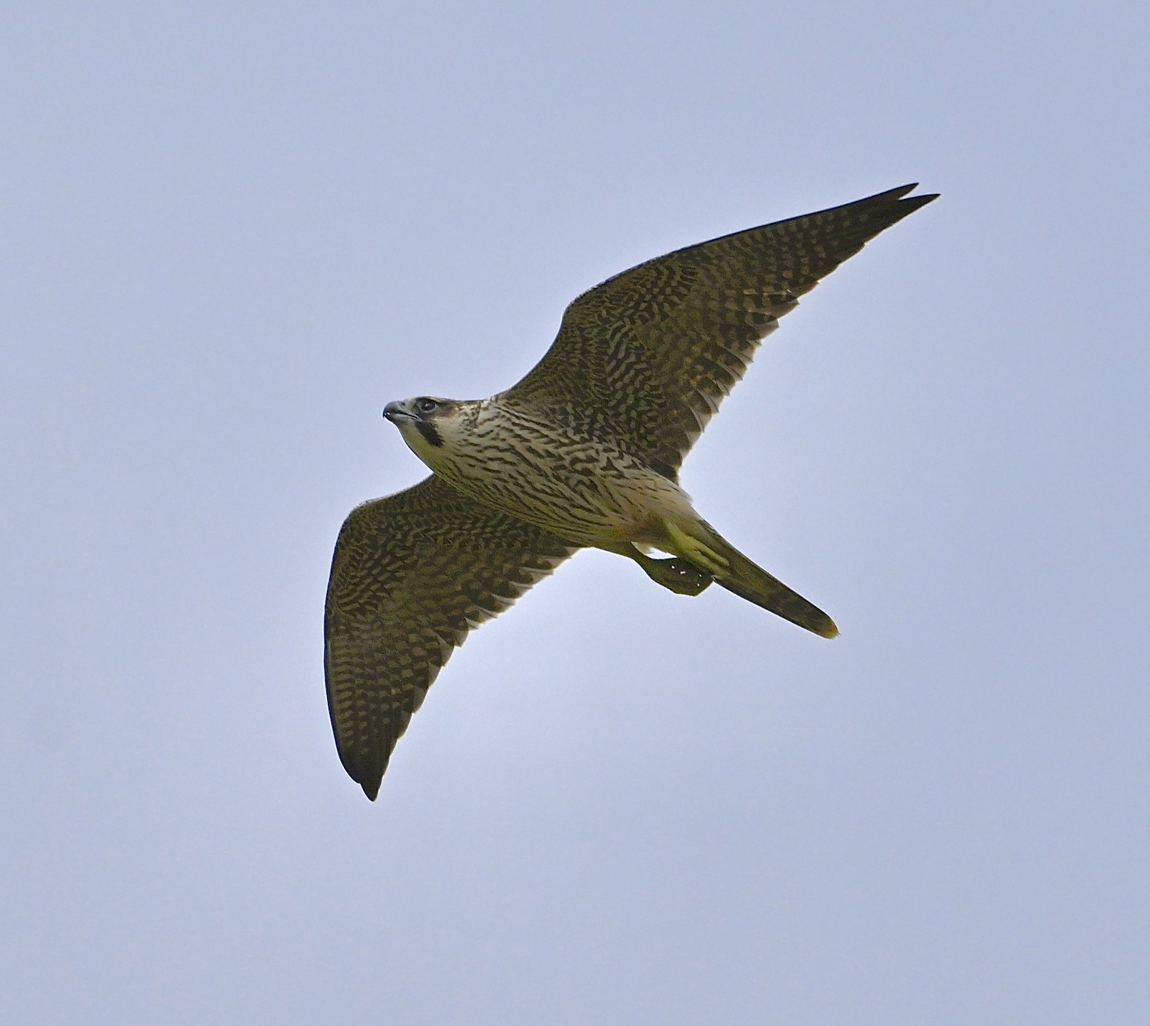 Peregrine - 05-08-2024