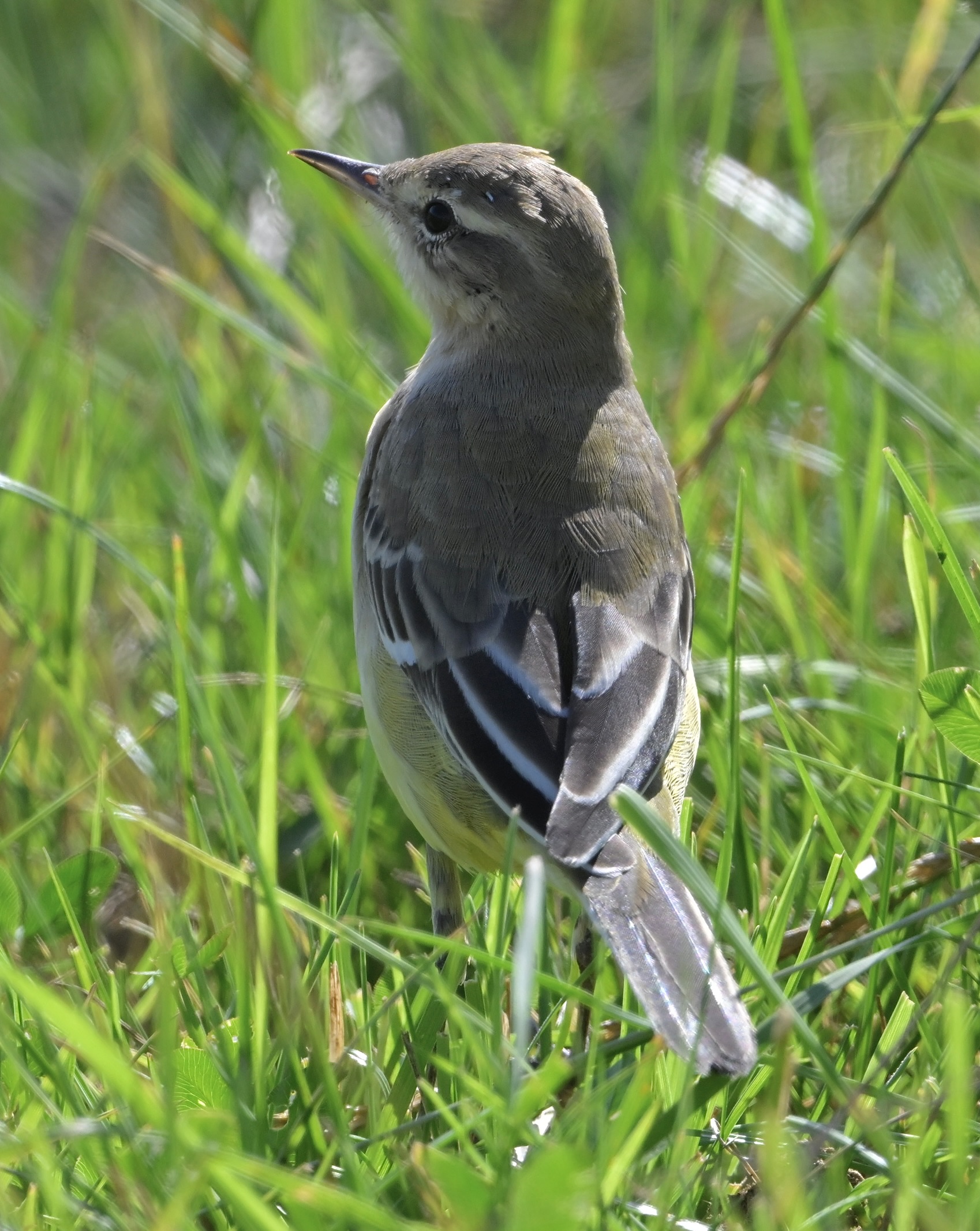 Yellow Wagtail - 08-08-2024