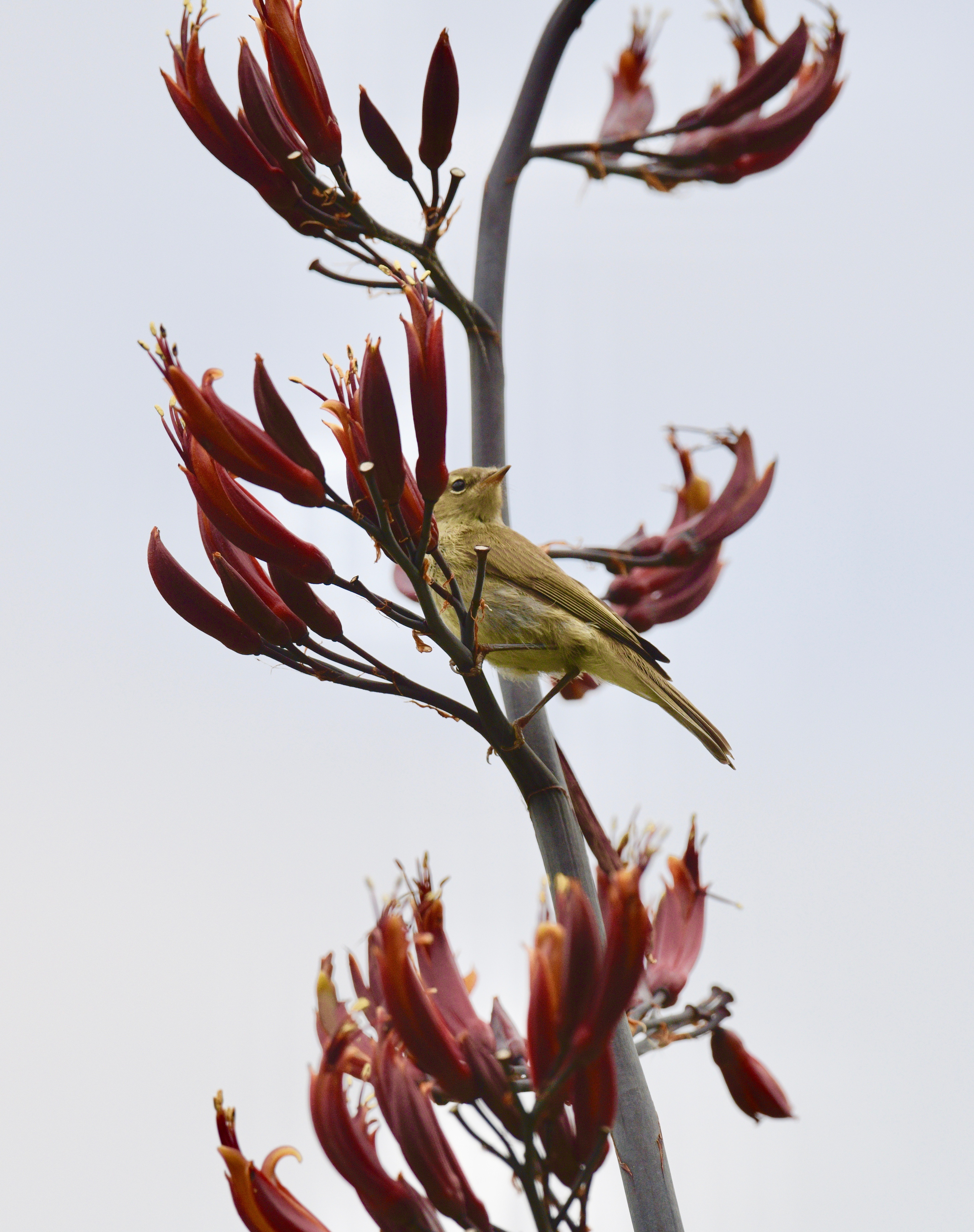 Chiffchaff - 08-07-2023