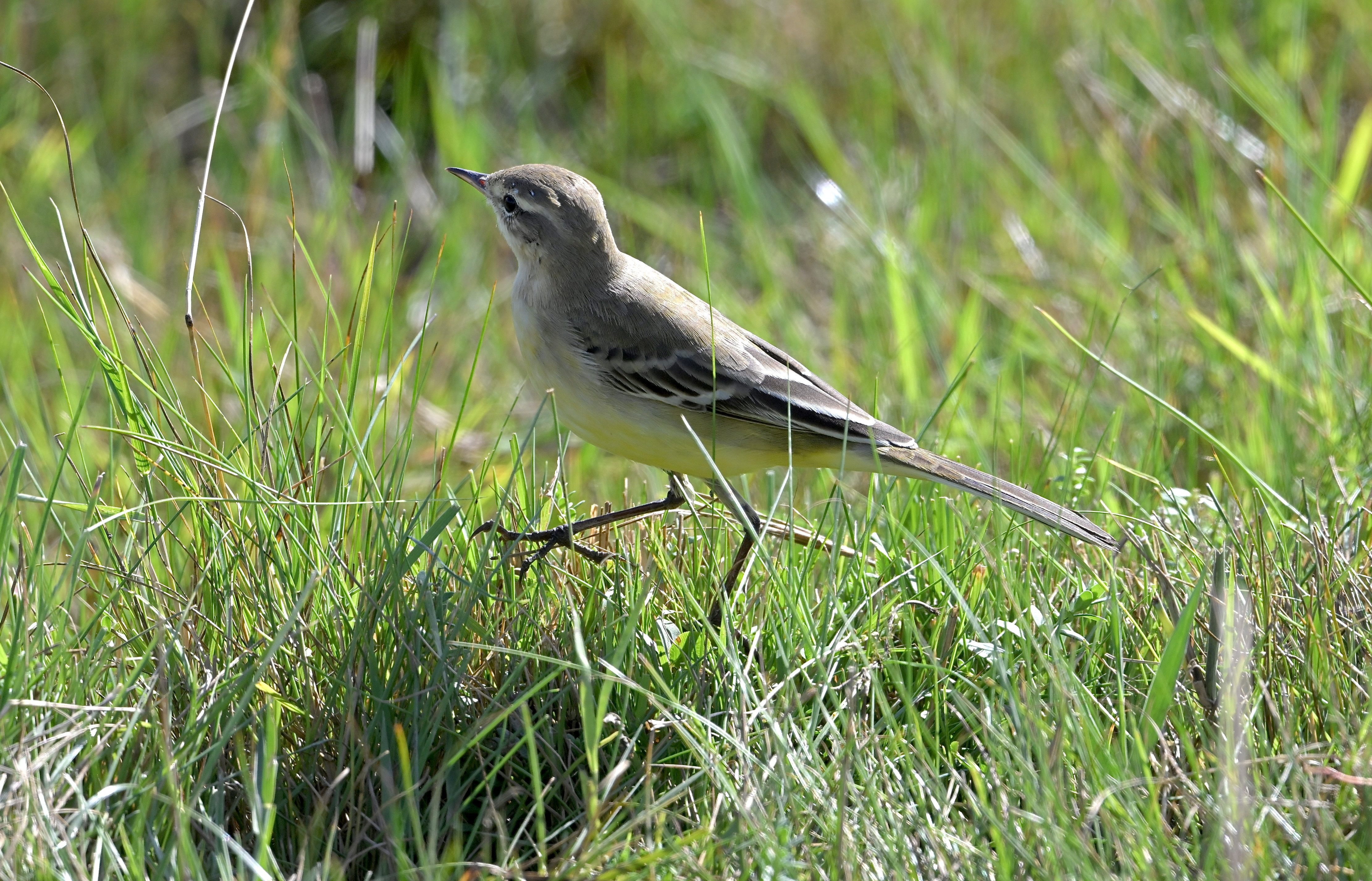 Yellow Wagtail - 08-08-2024