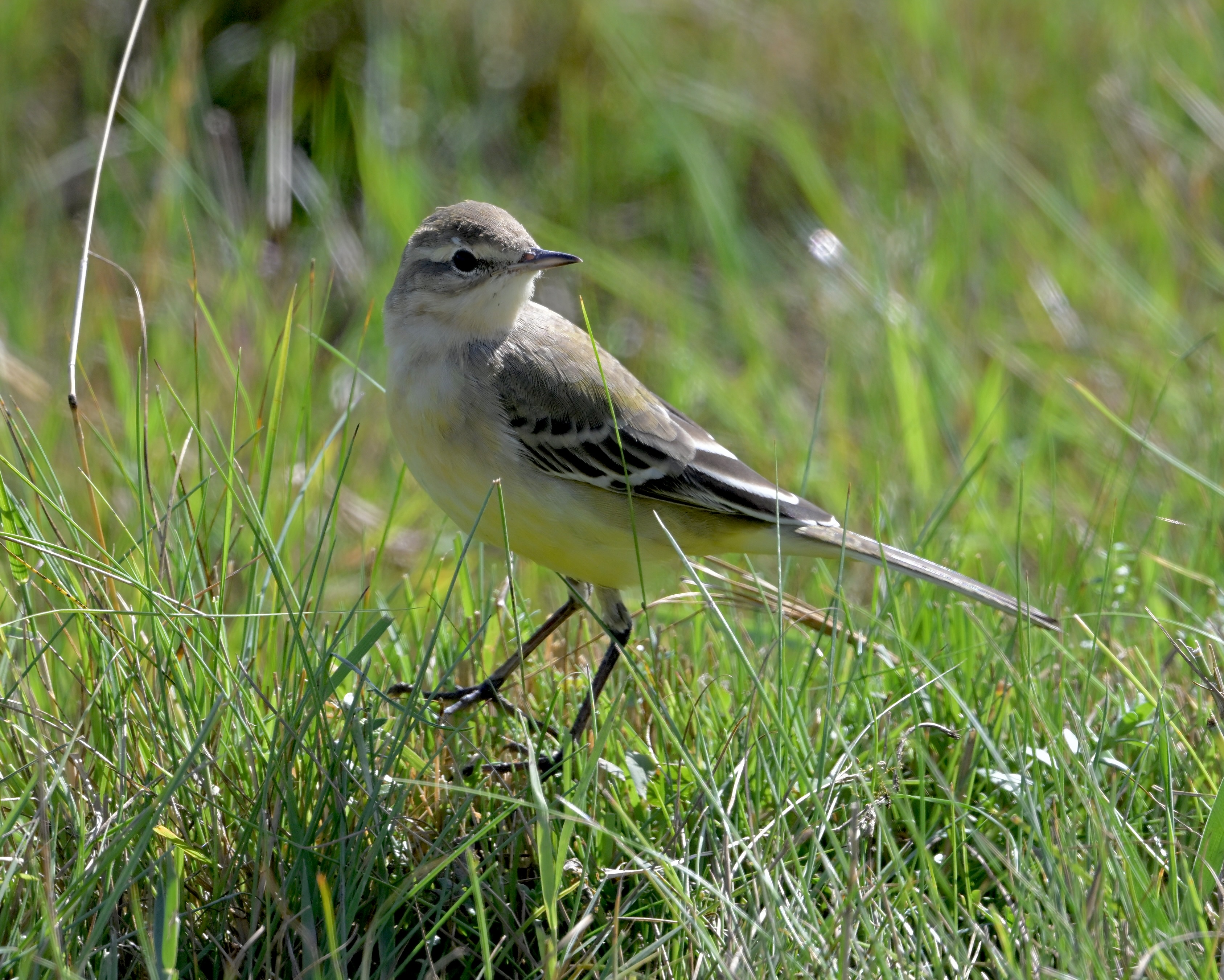 Yellow Wagtail - 08-08-2024