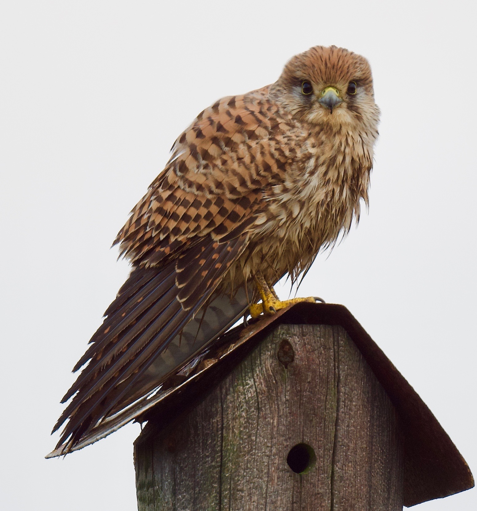 Kestrel - 28-11-2022