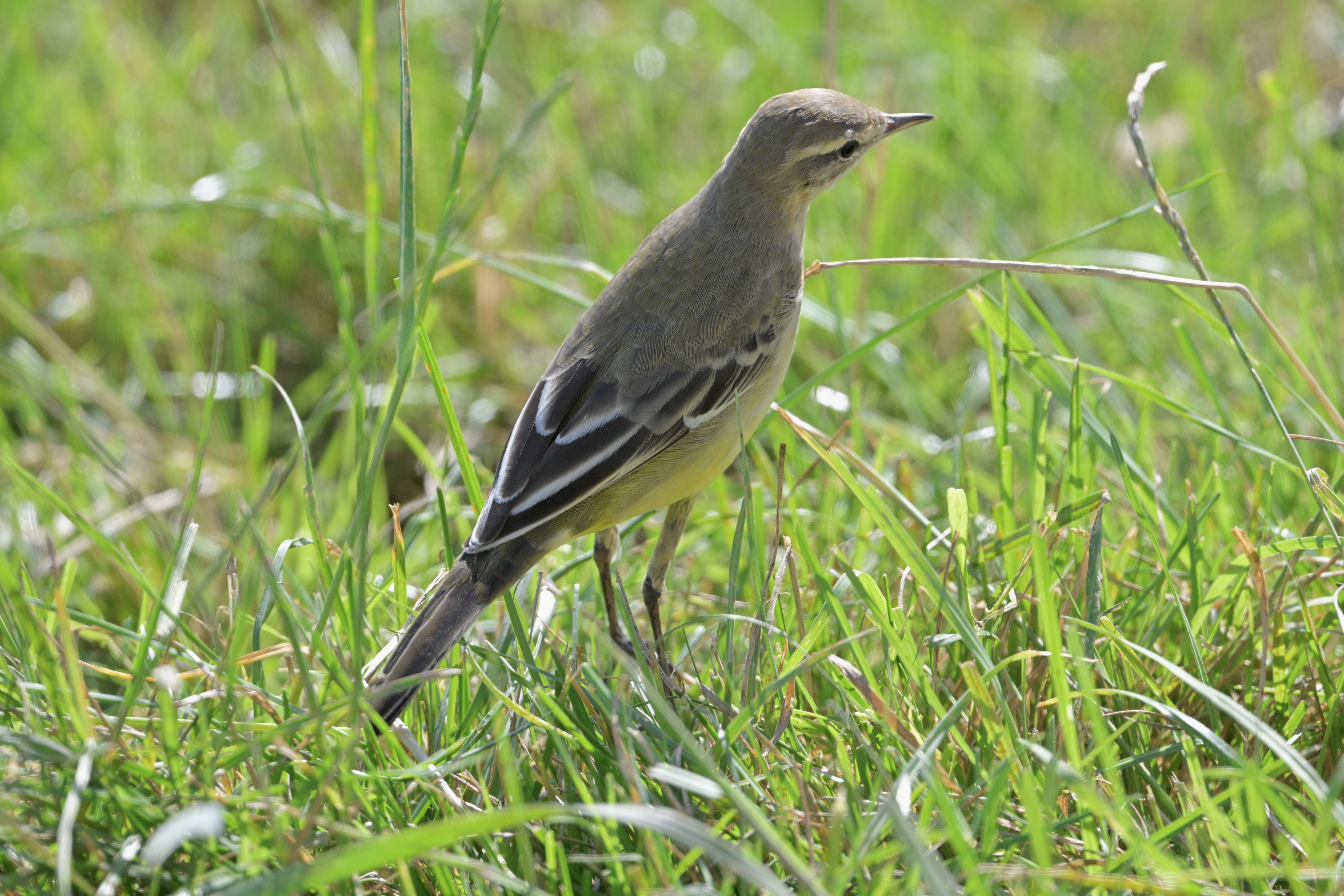 Yellow Wagtail - 08-08-2024