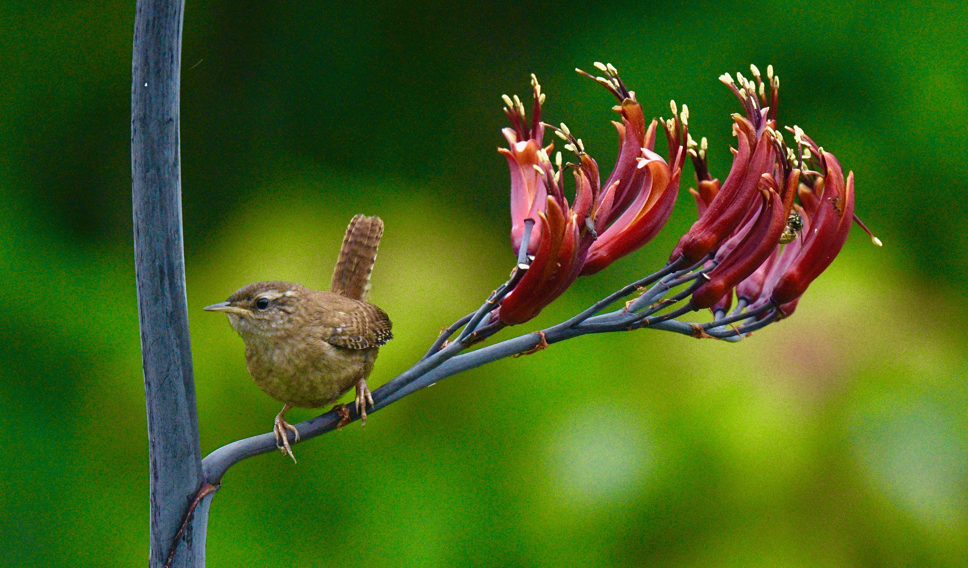 Wren - 09-07-2023