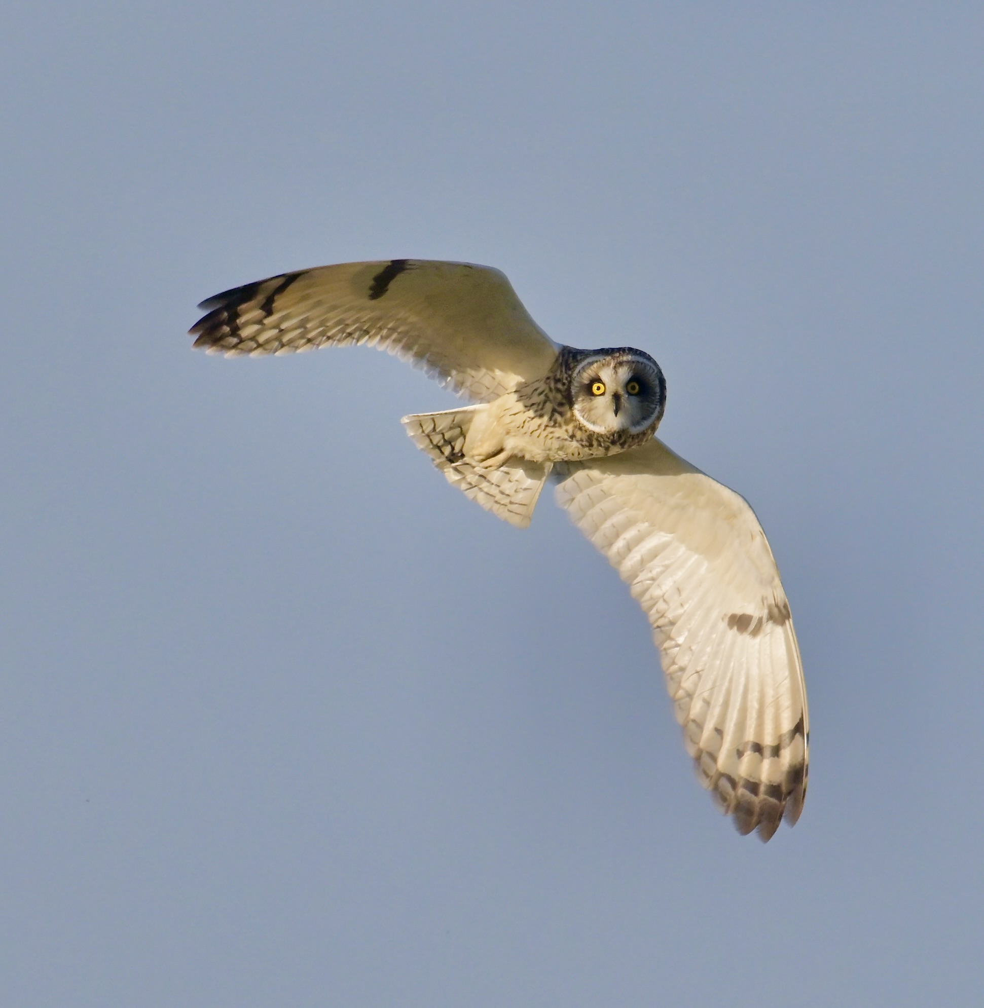 Short-eared Owl - 17-11-2023