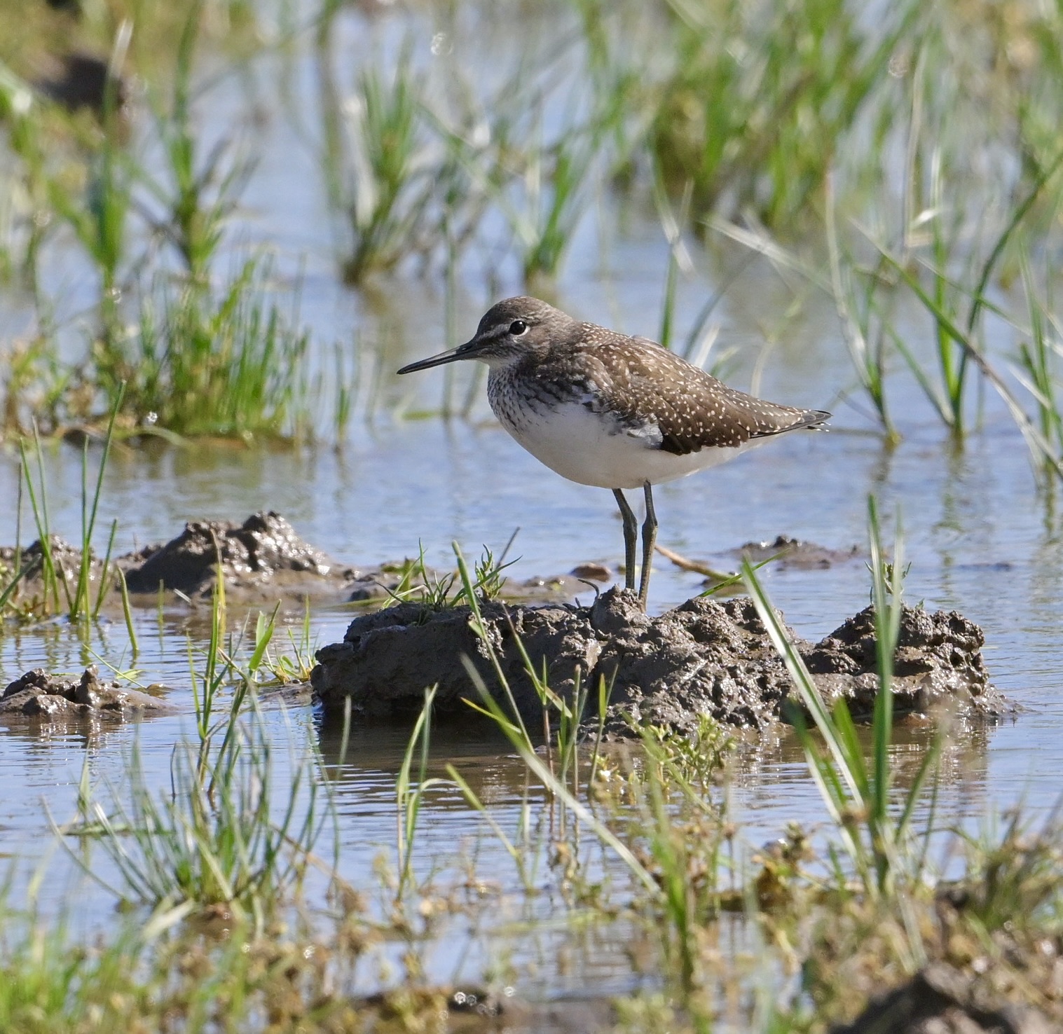 Green Sandpiper - 09-08-2024