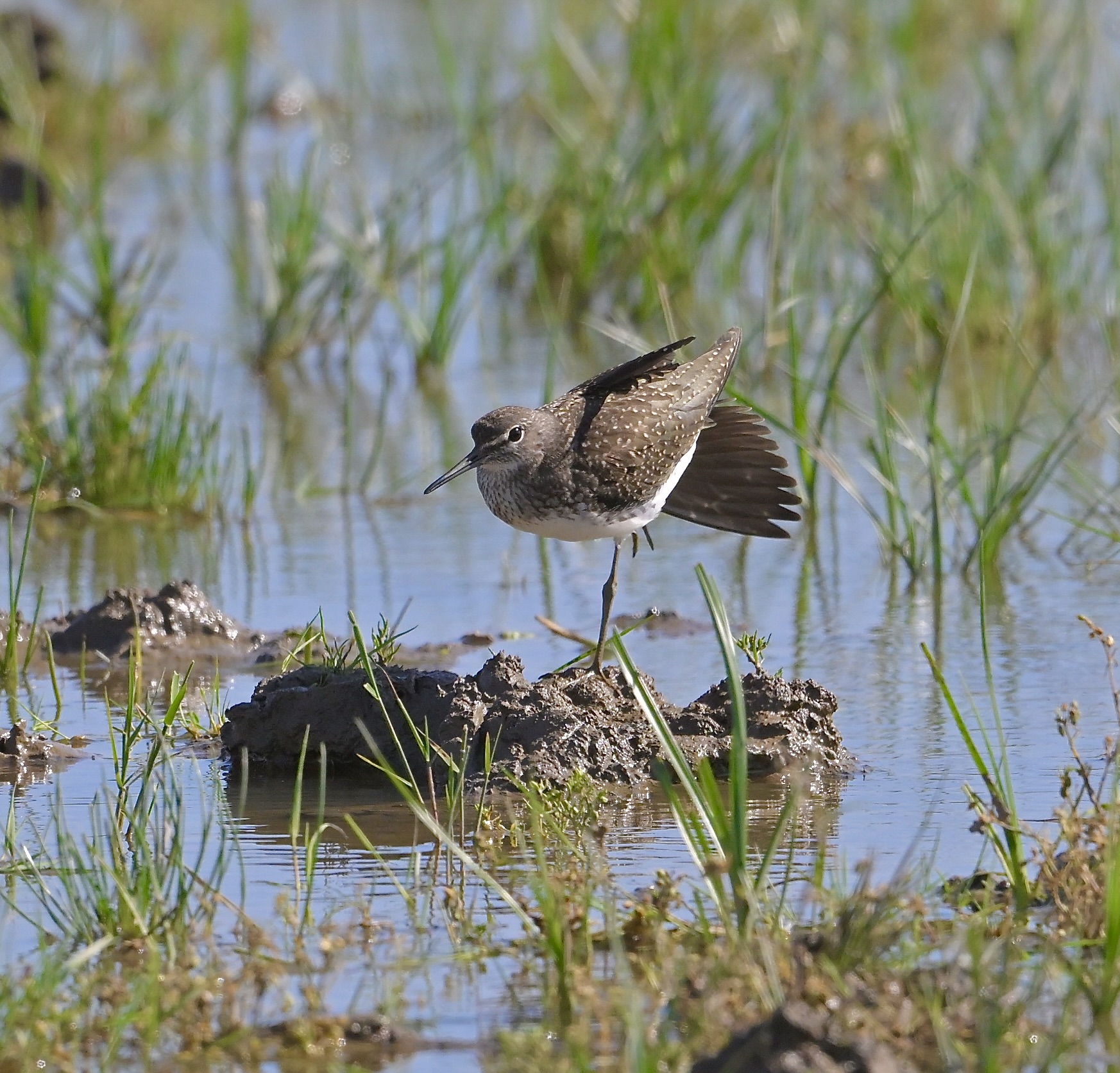 Green Sandpiper - 09-08-2024