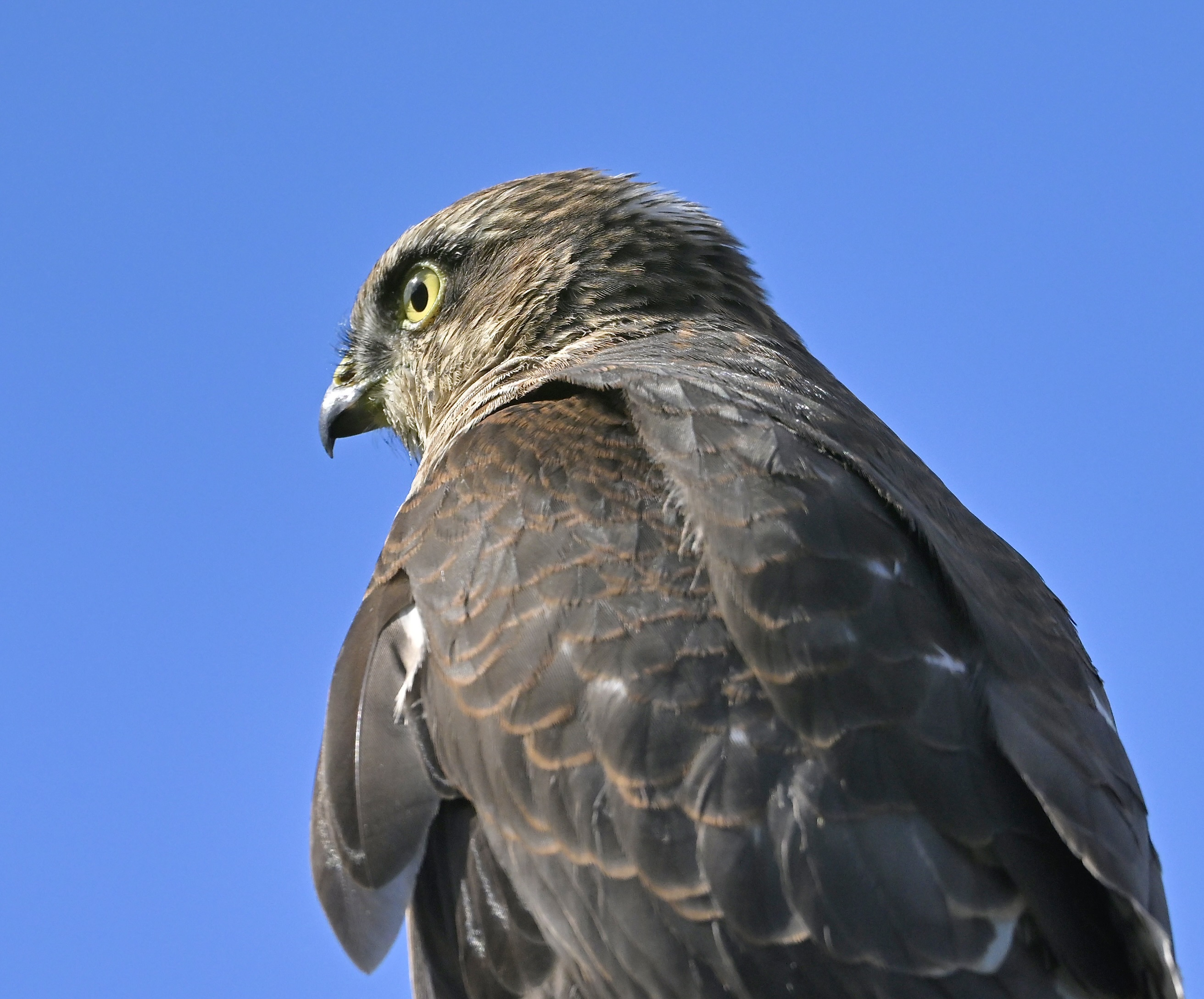 Sparrowhawk - 09-08-2024