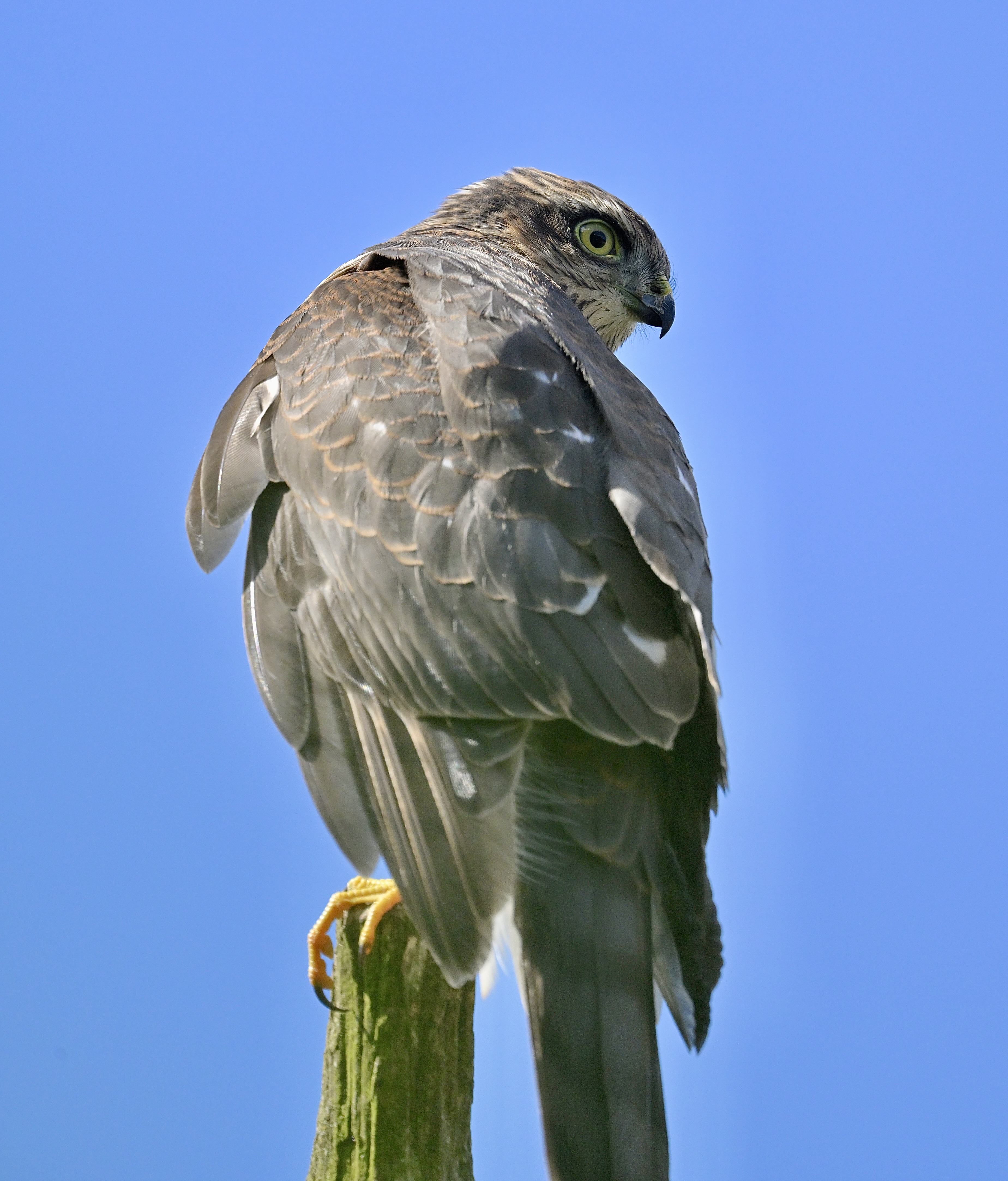 Sparrowhawk - 09-08-2024