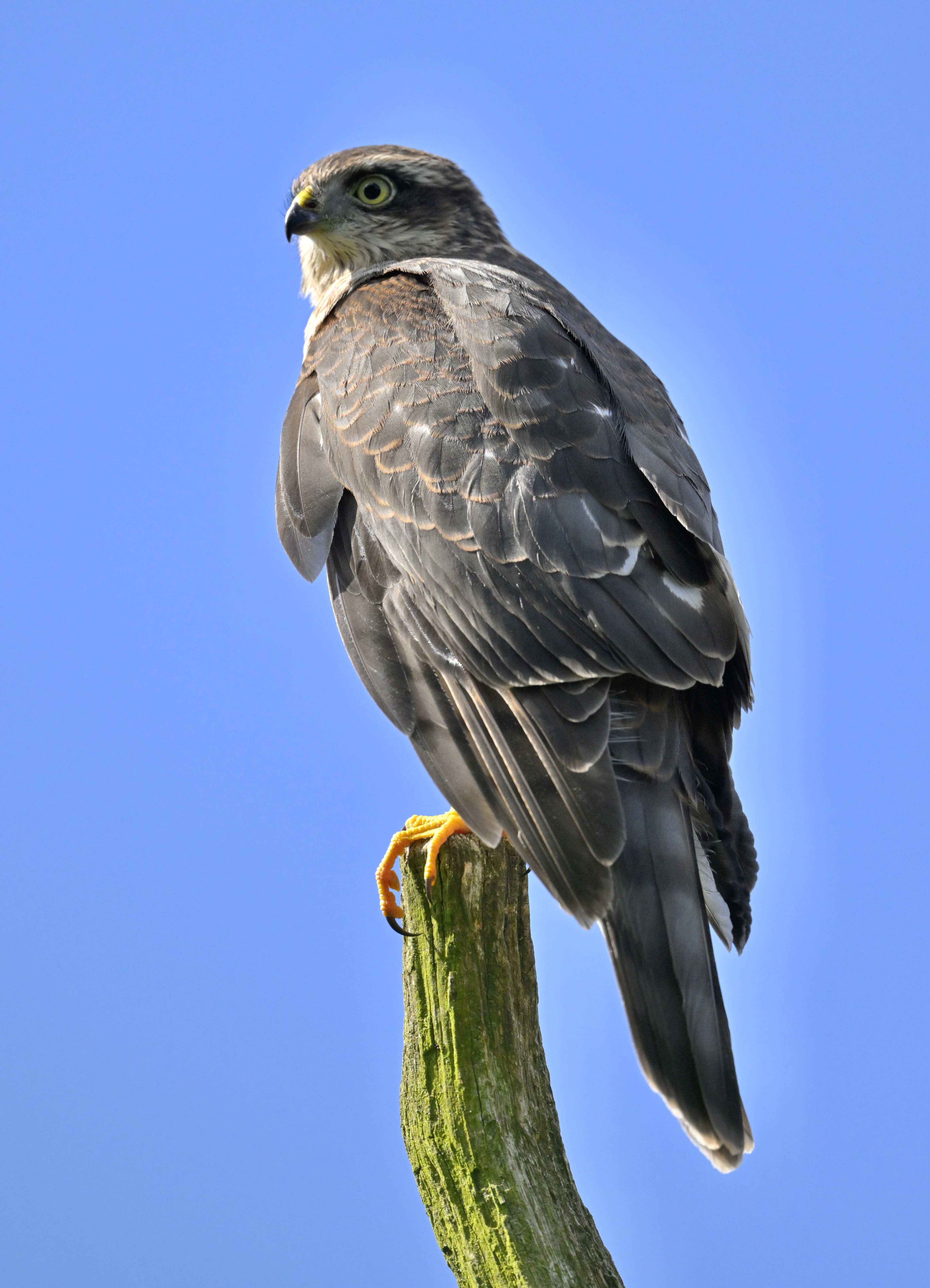 Sparrowhawk - 09-08-2024