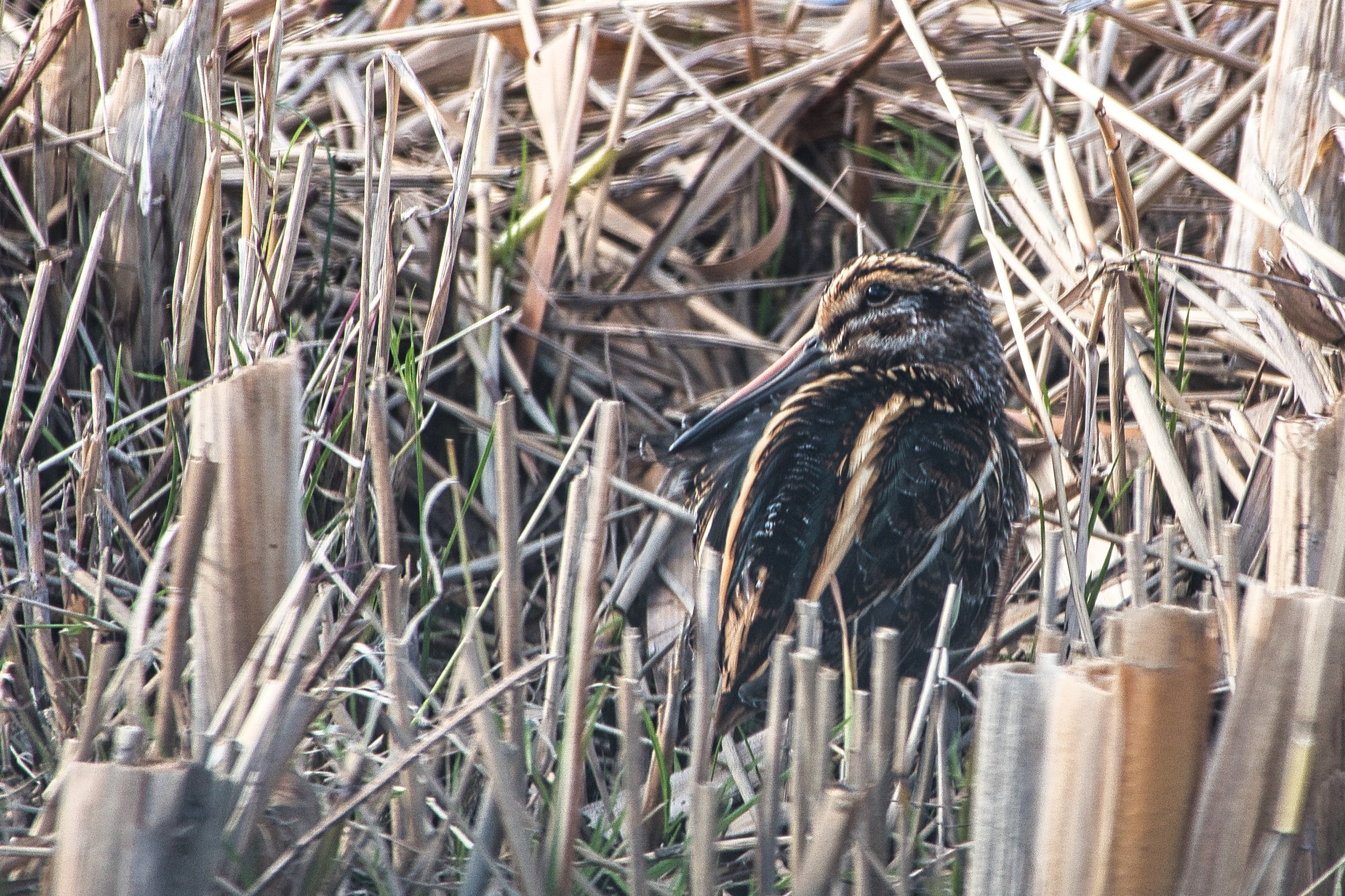 Jack Snipe - 25-10-2025