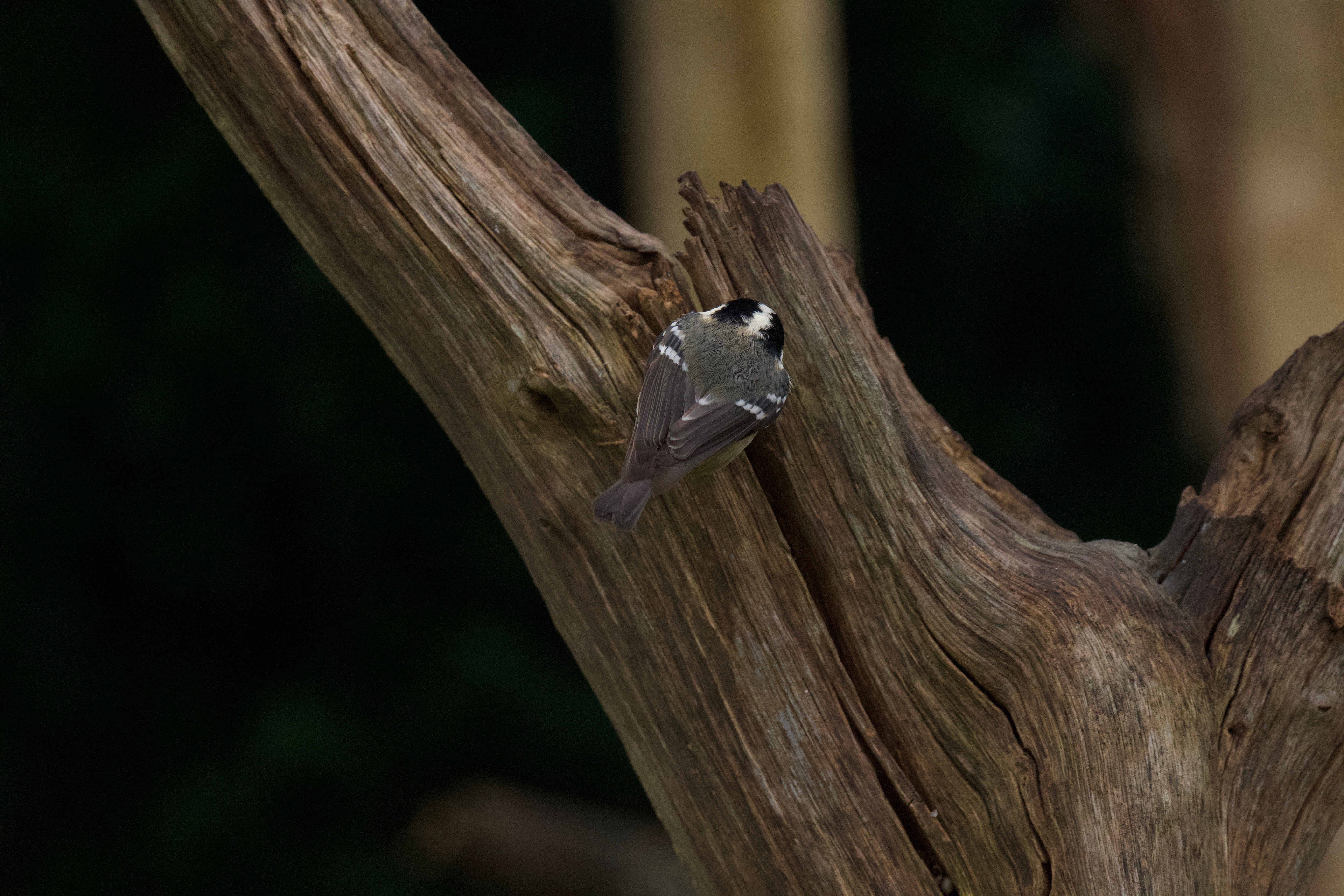 Coal Tit - 10-12-2022