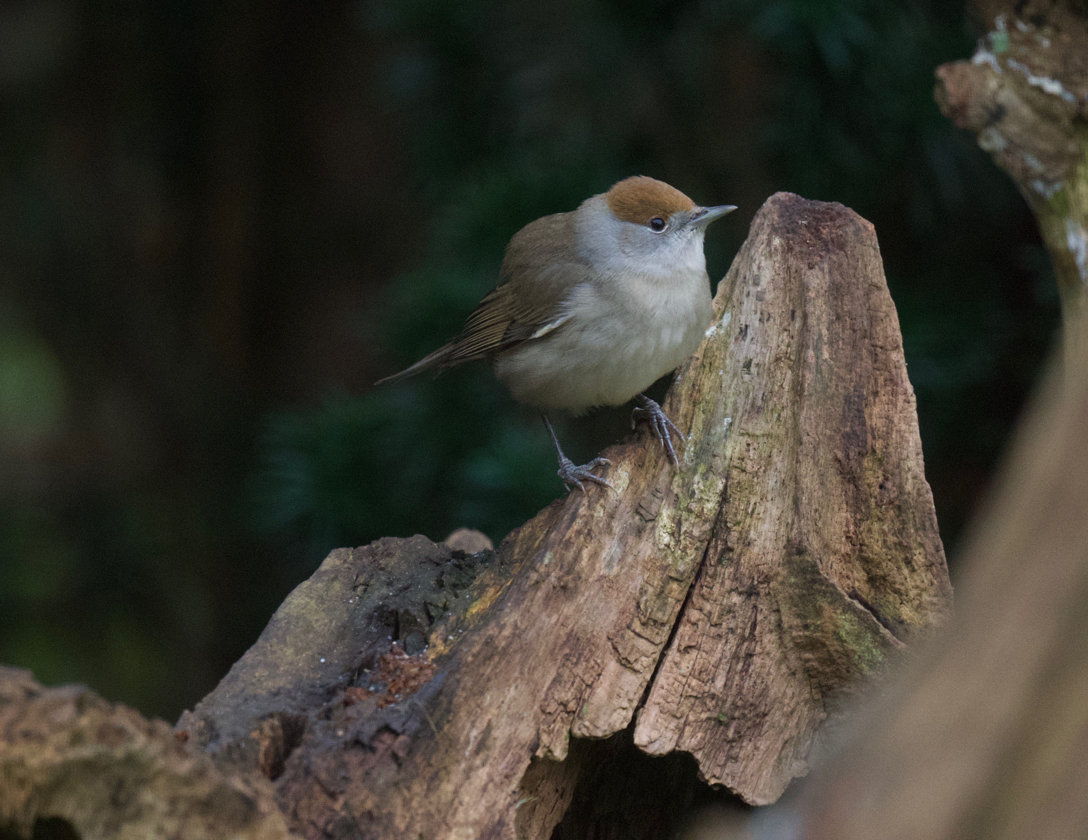 Blackcap - 10-12-2022